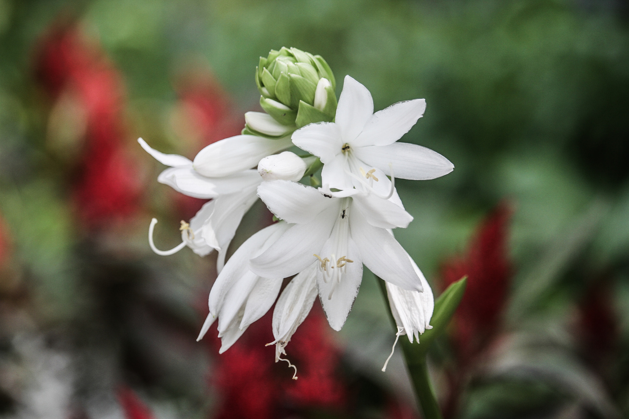 Canon EF-S 55-250mm F4-5.6 IS STM sample photo