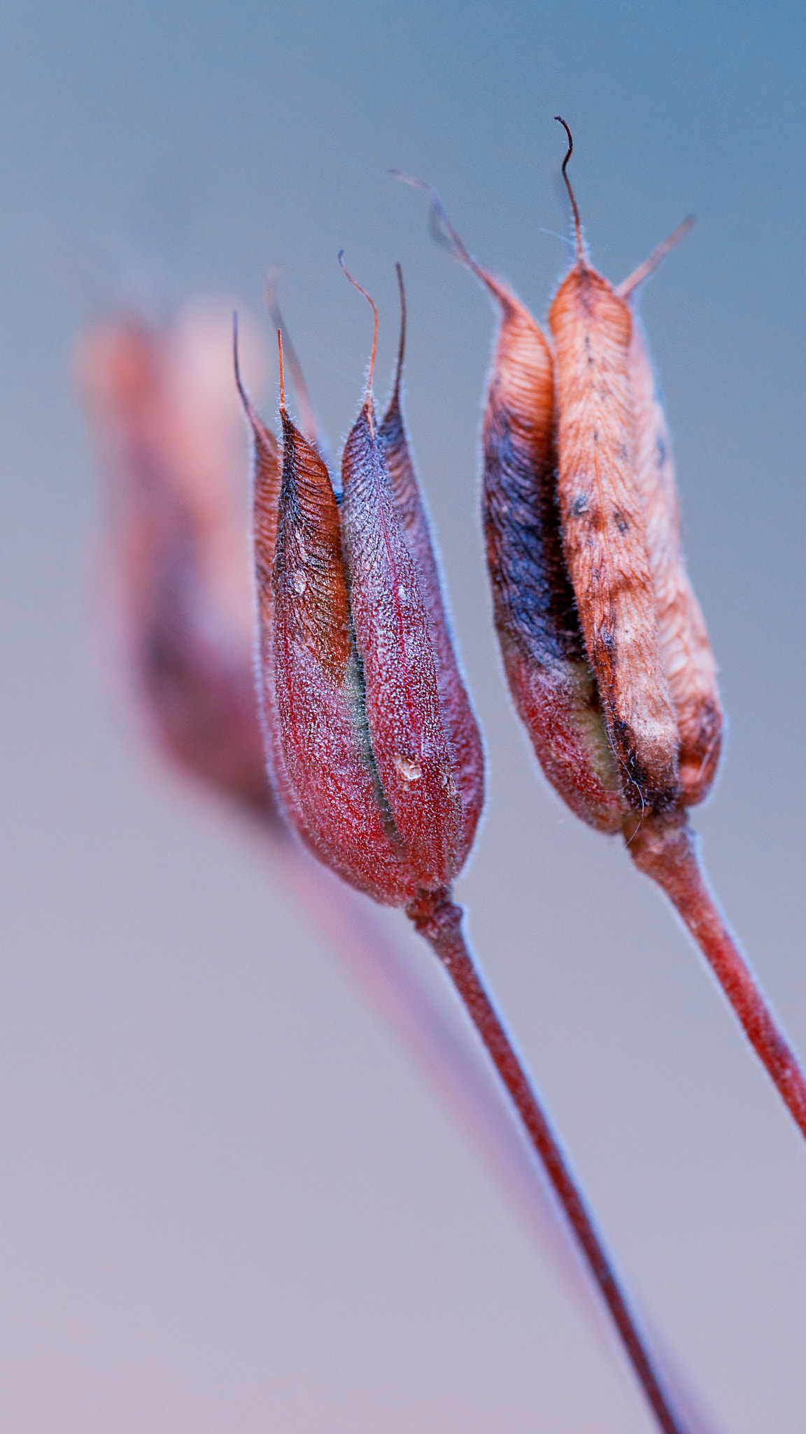 70-200mm F2.8 sample photo. Withered photography