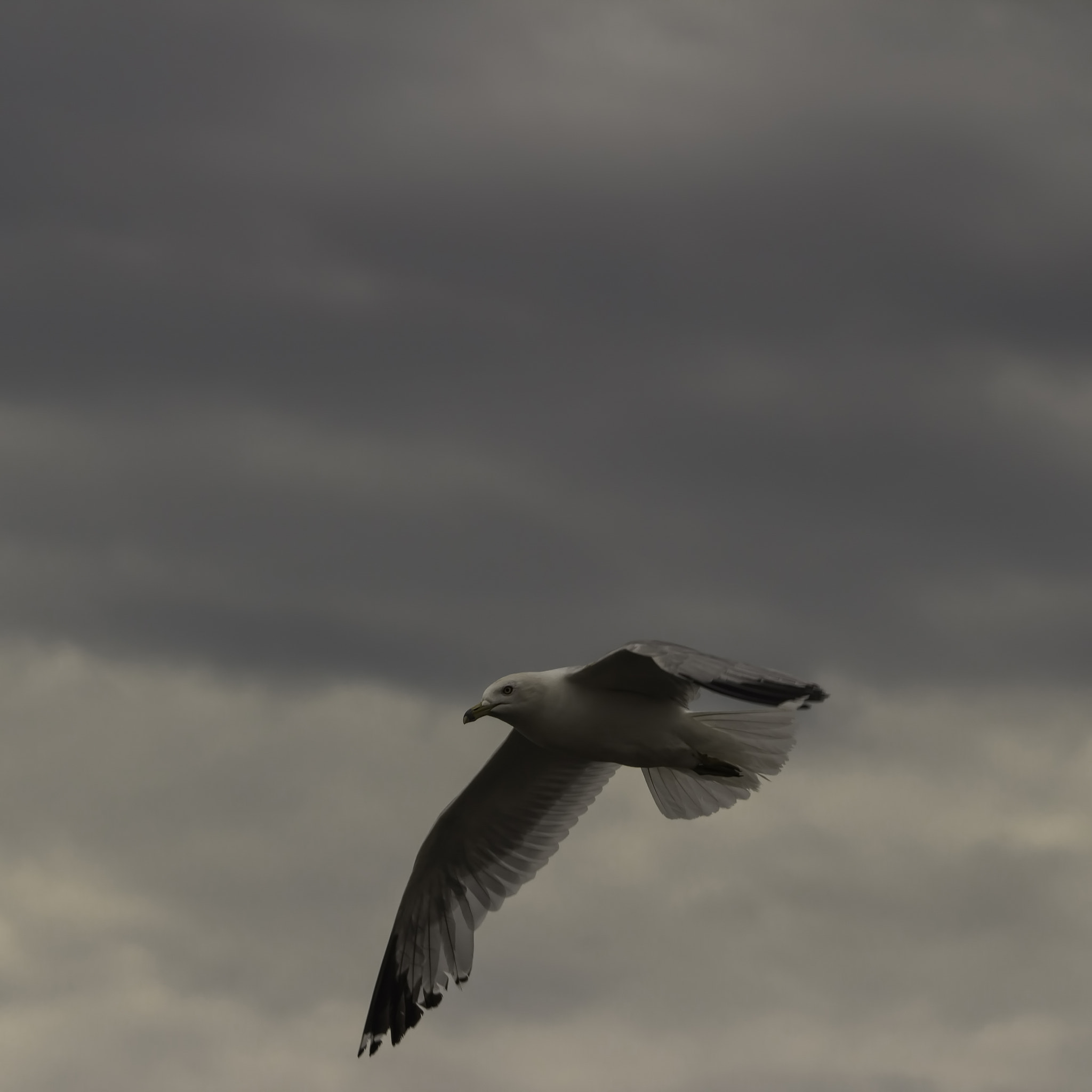 Canon EF 28-80mm f/3.5-5.6 sample photo. Gull photography