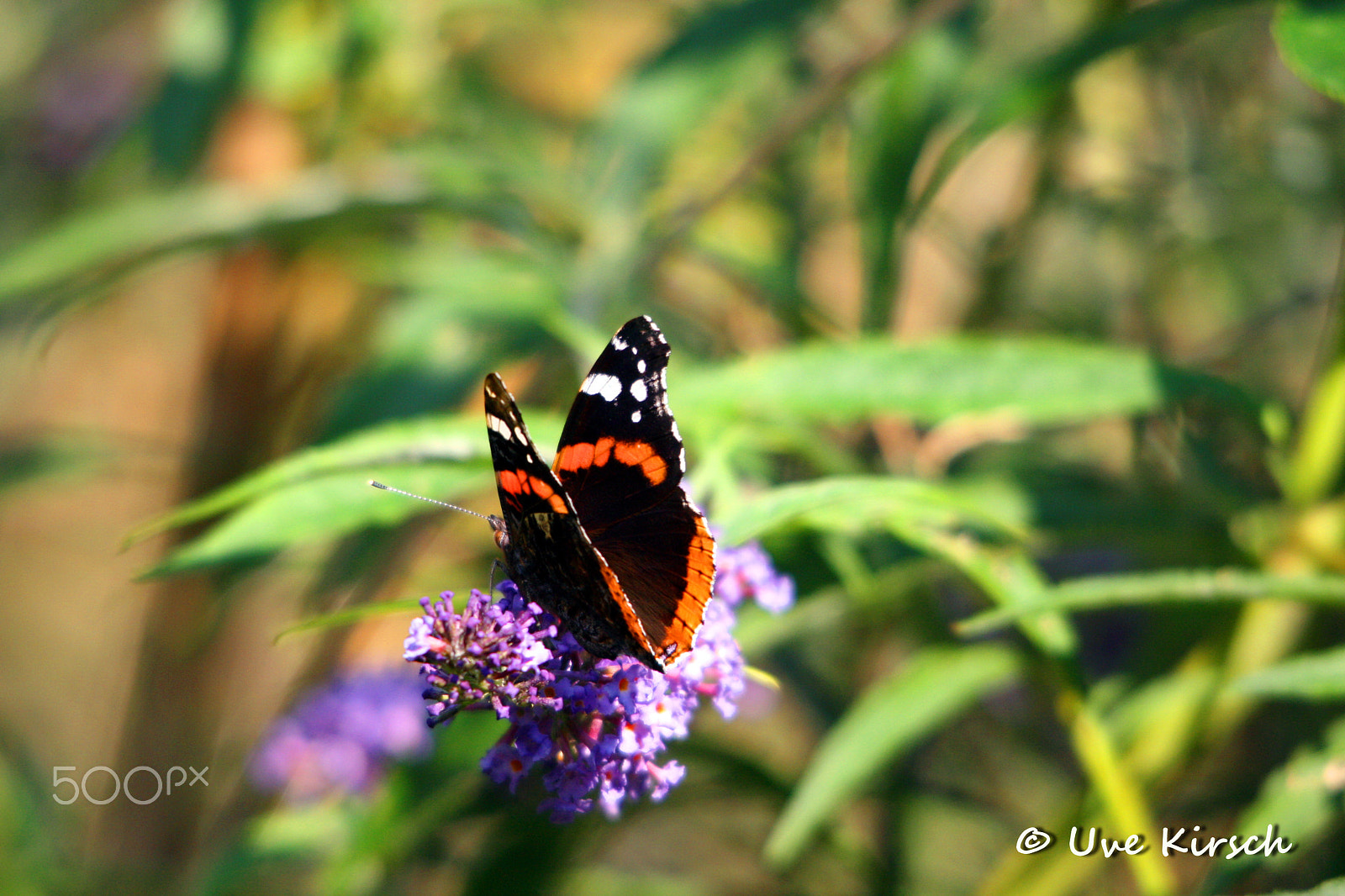 Sigma 150-500mm F5-6.3 DG OS HSM sample photo. Admiral photography