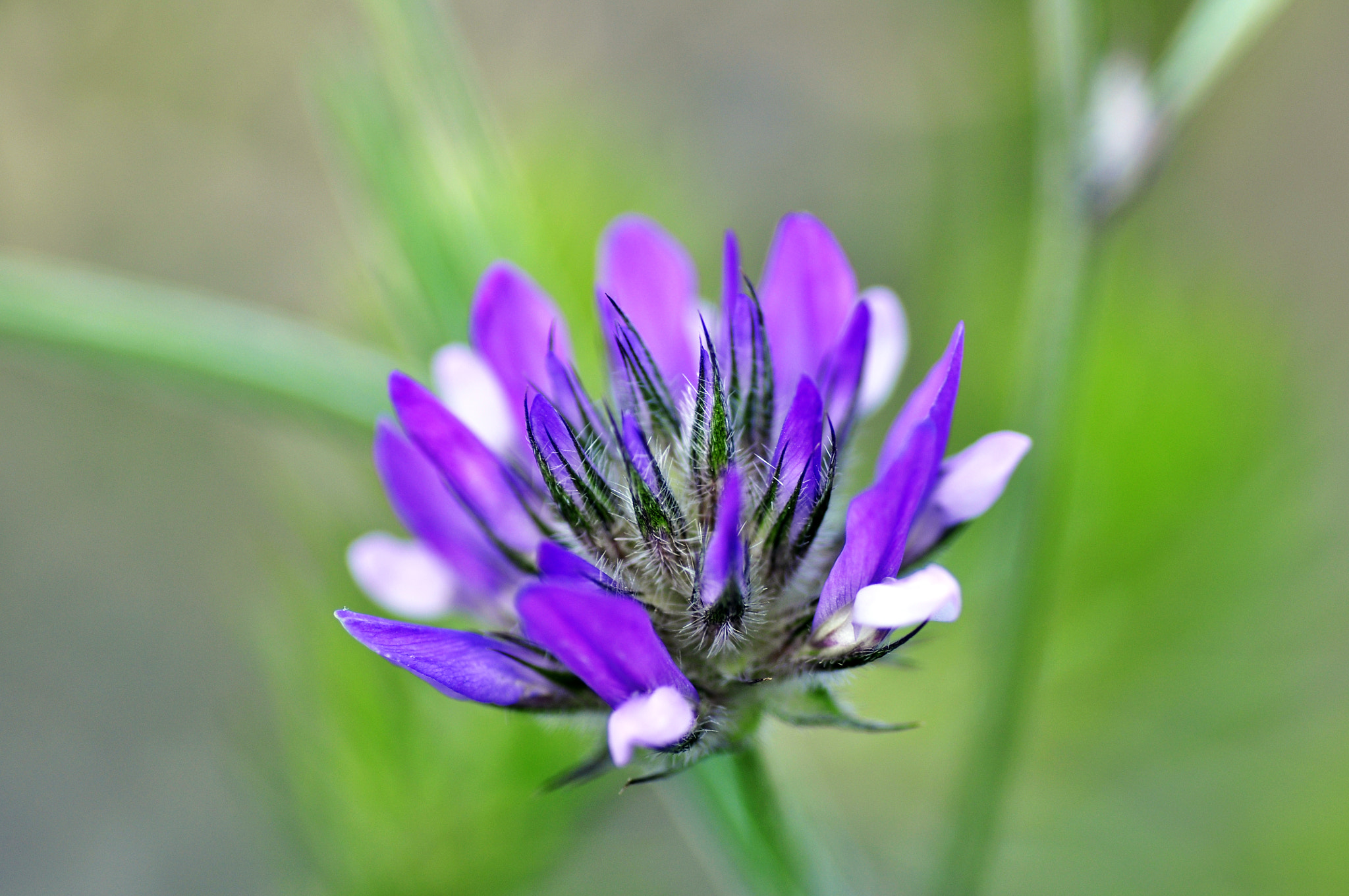 Nikon D5000 sample photo. Natural photography