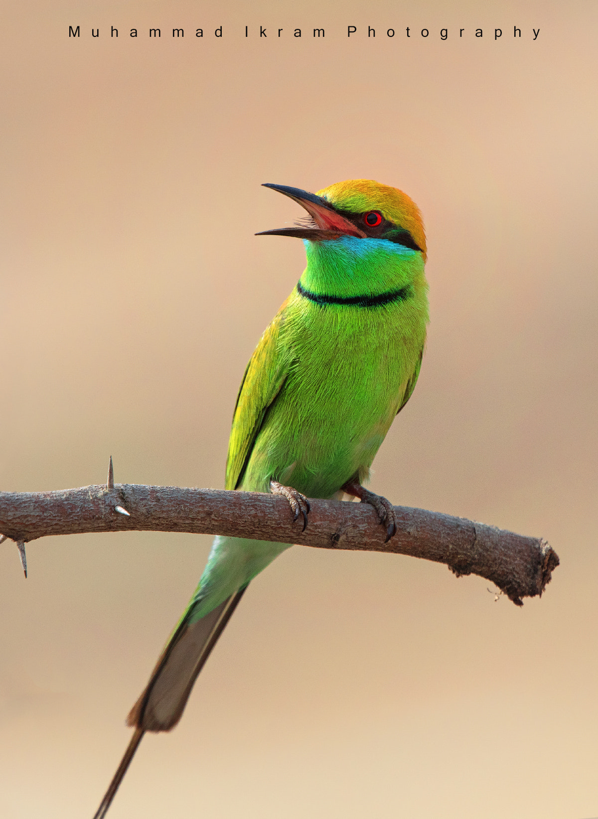 Canon EF 400mm F4.0 DO IS USM sample photo. Green bee eater photography