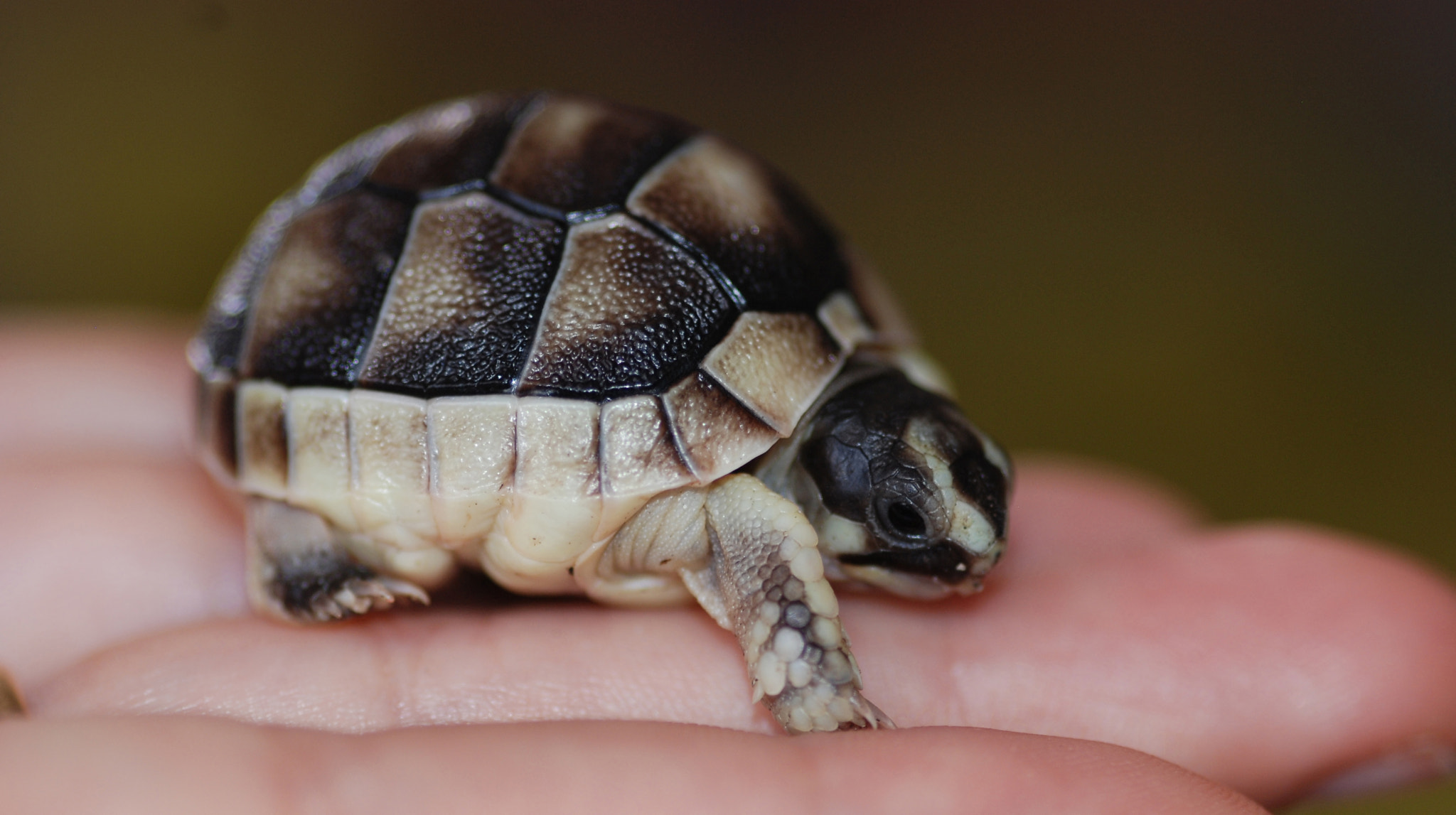 Nikon AF-S Micro-Nikkor 105mm F2.8G IF-ED VR sample photo. Testudo marginata marginata photography