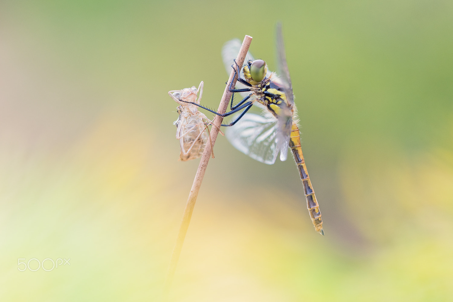 Nikon D500 + Sigma 150mm F2.8 EX DG Macro HSM sample photo. Sympetrum photography