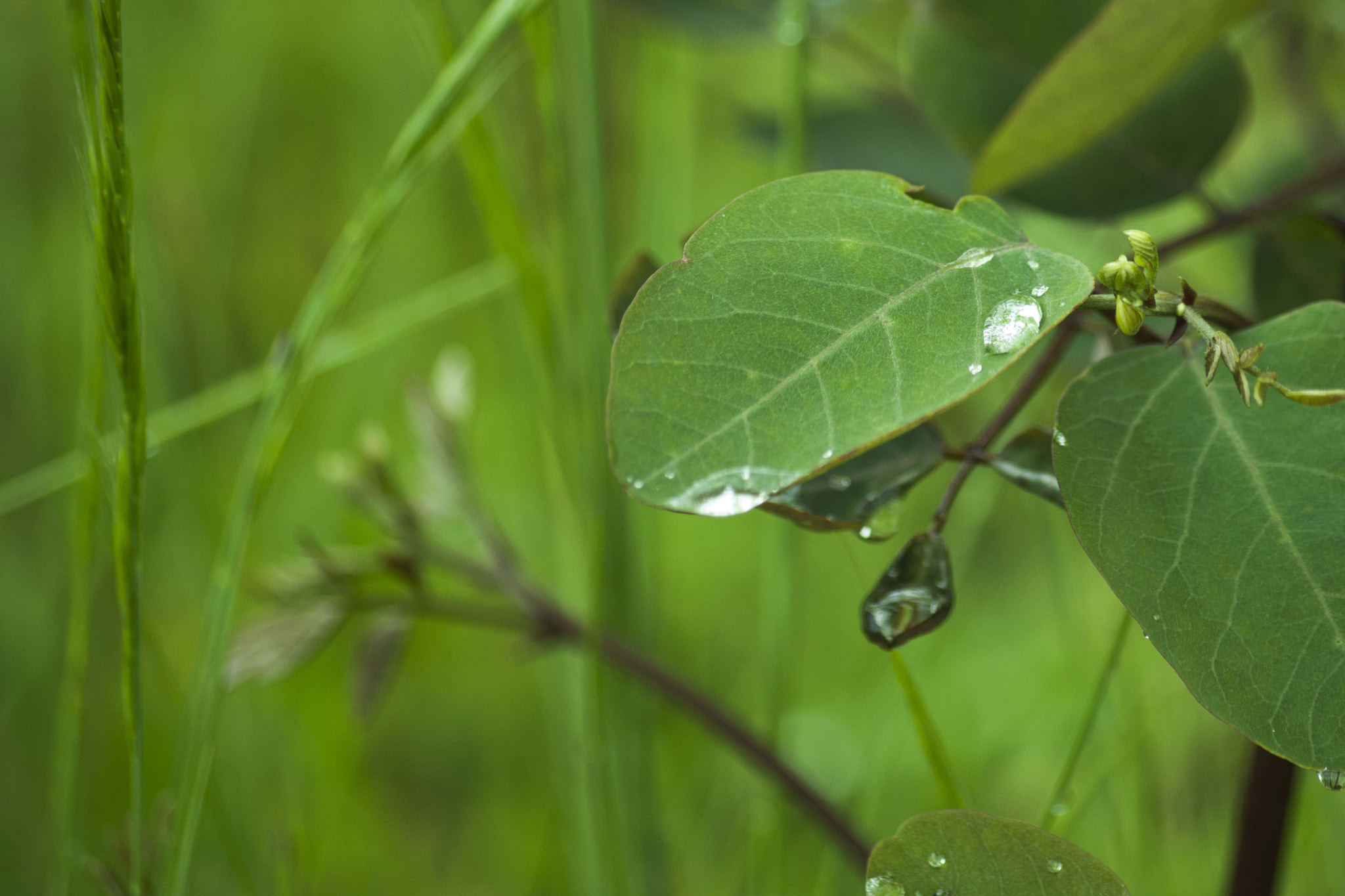 Pentax smc DA 50-200mm F4-5.6 ED WR sample photo. Feuille sous la pluie photography