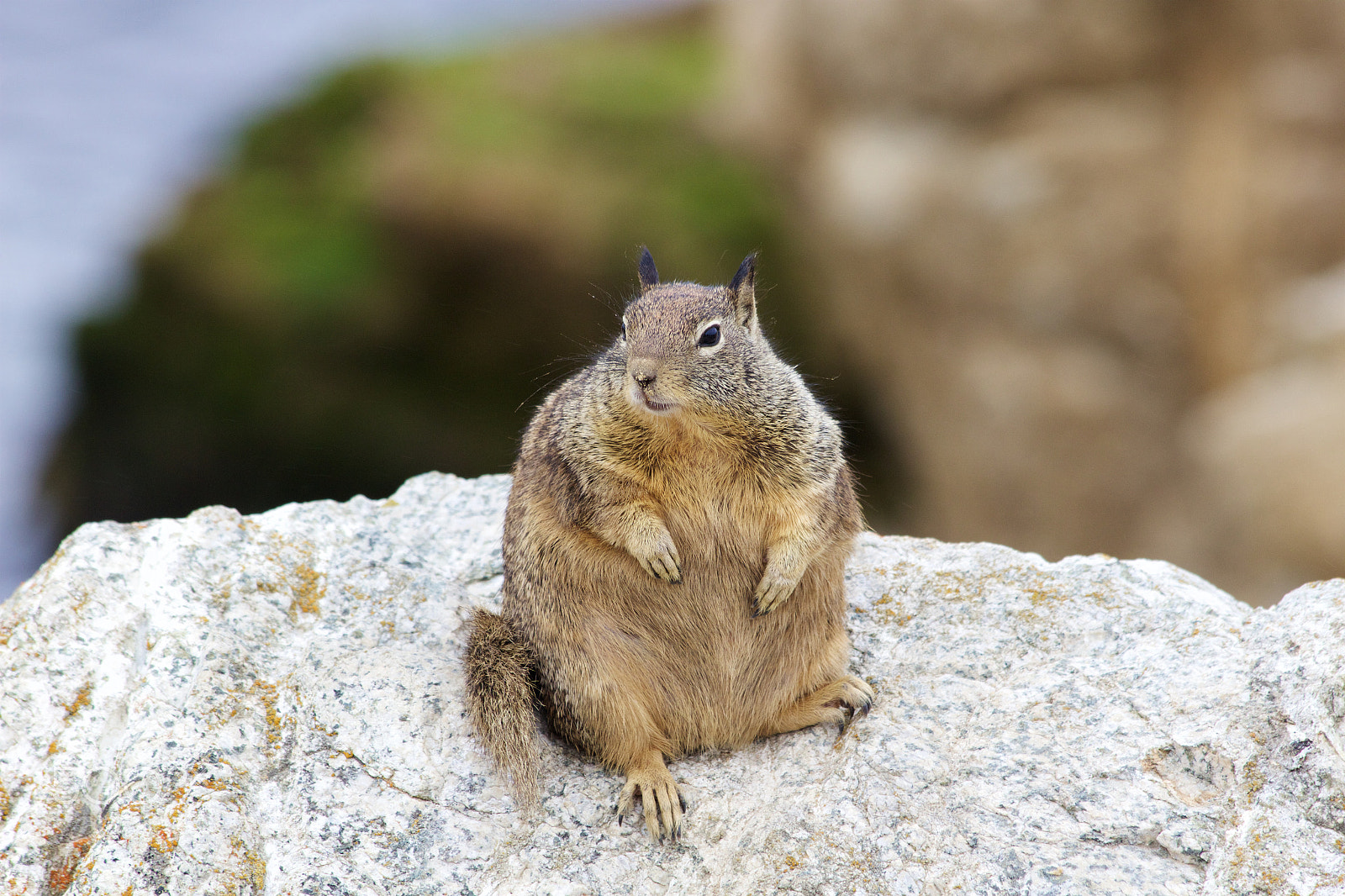 Canon EOS 100D (EOS Rebel SL1 / EOS Kiss X7) sample photo. A fat wildlife photography