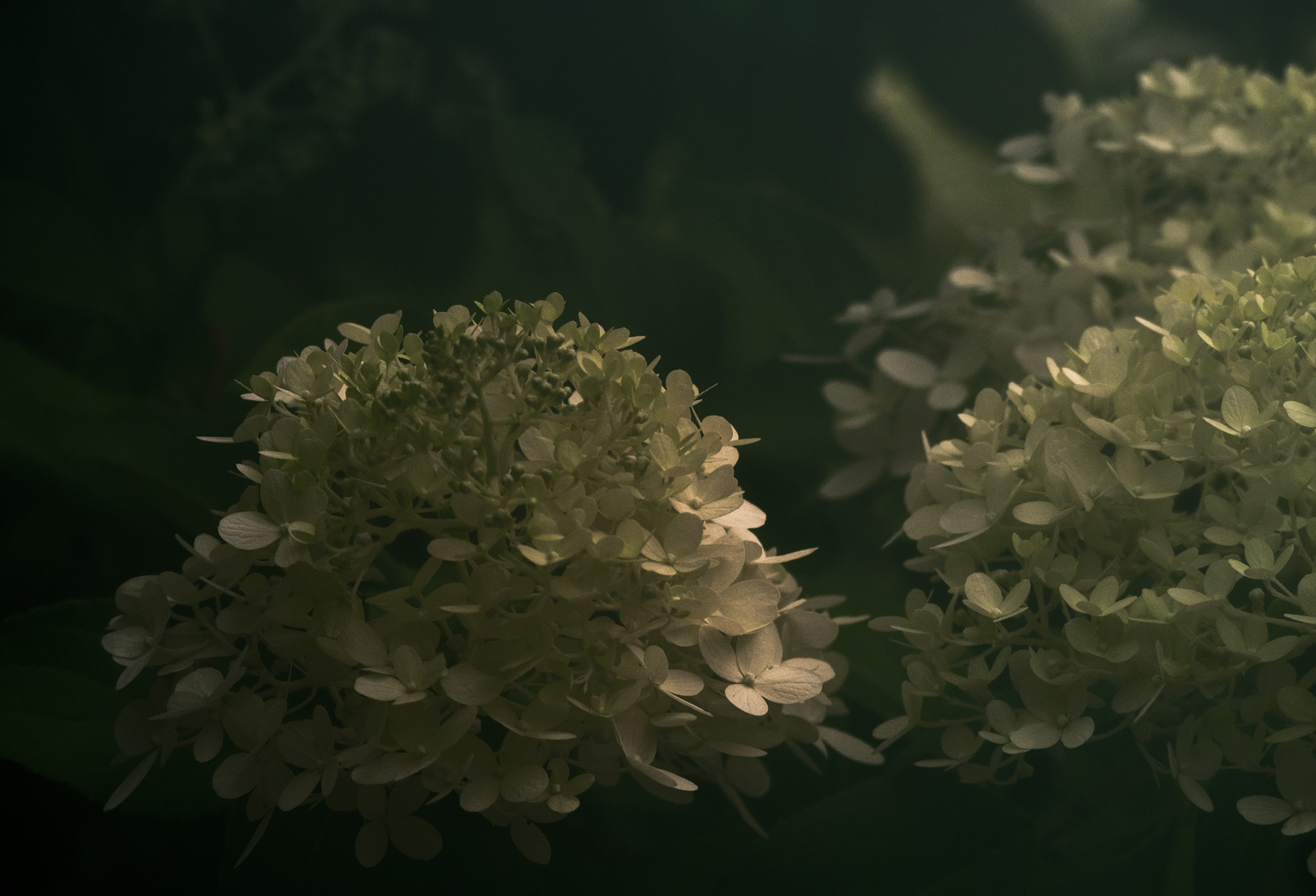 Panasonic Lumix G Vario 45-200mm F4-5.6 OIS sample photo. Dim morning haze photography