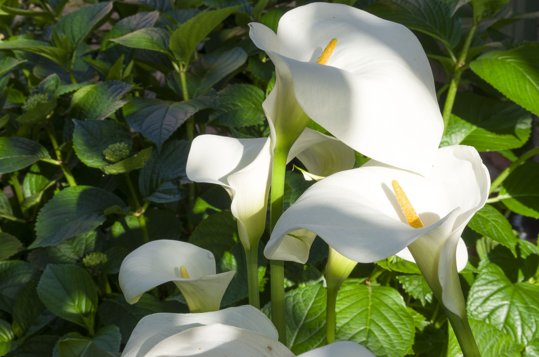 Pentax smc DA 50-200mm F4-5.6 ED WR sample photo. Arum photography