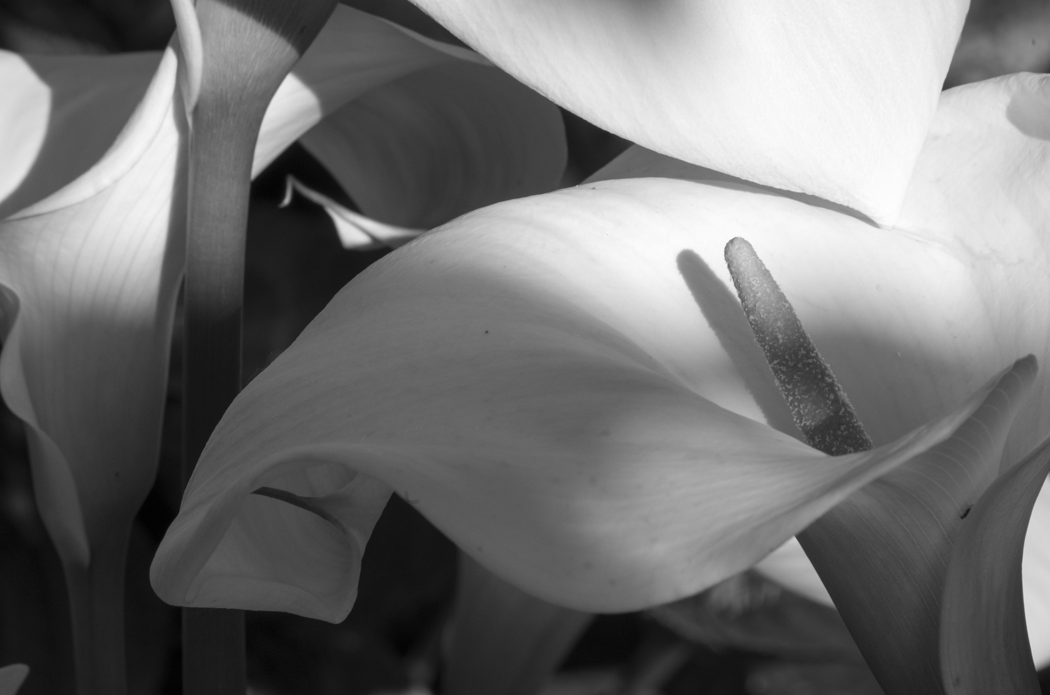 Pentax smc DA 50-200mm F4-5.6 ED WR sample photo. Arum photography