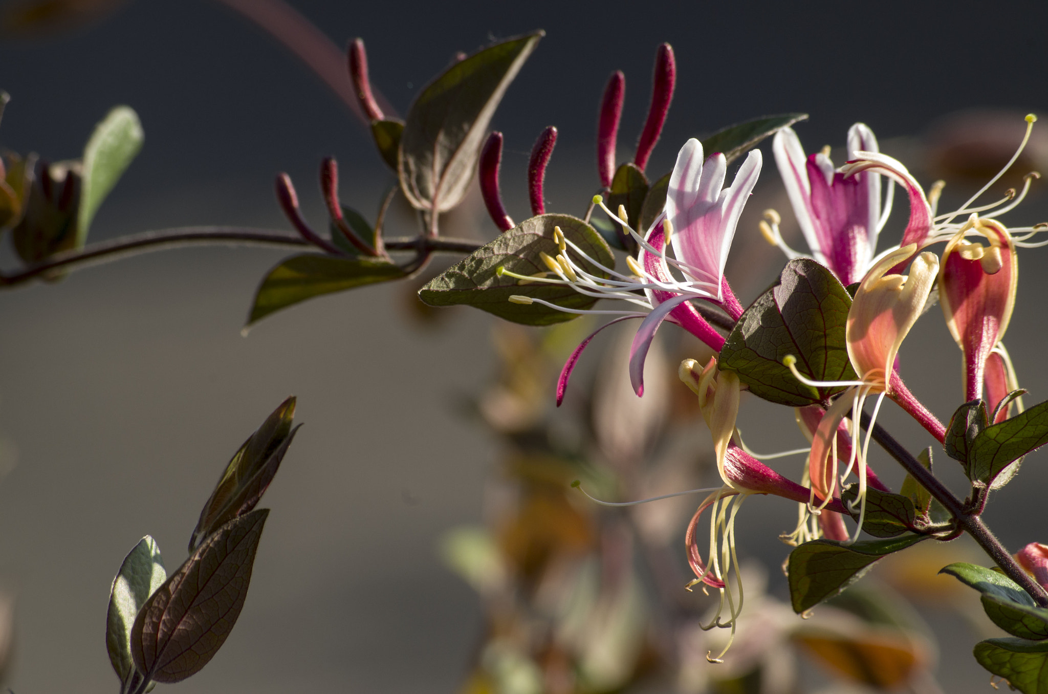 Pentax smc DA 50-200mm F4-5.6 ED WR sample photo. Chevrefeuille photography
