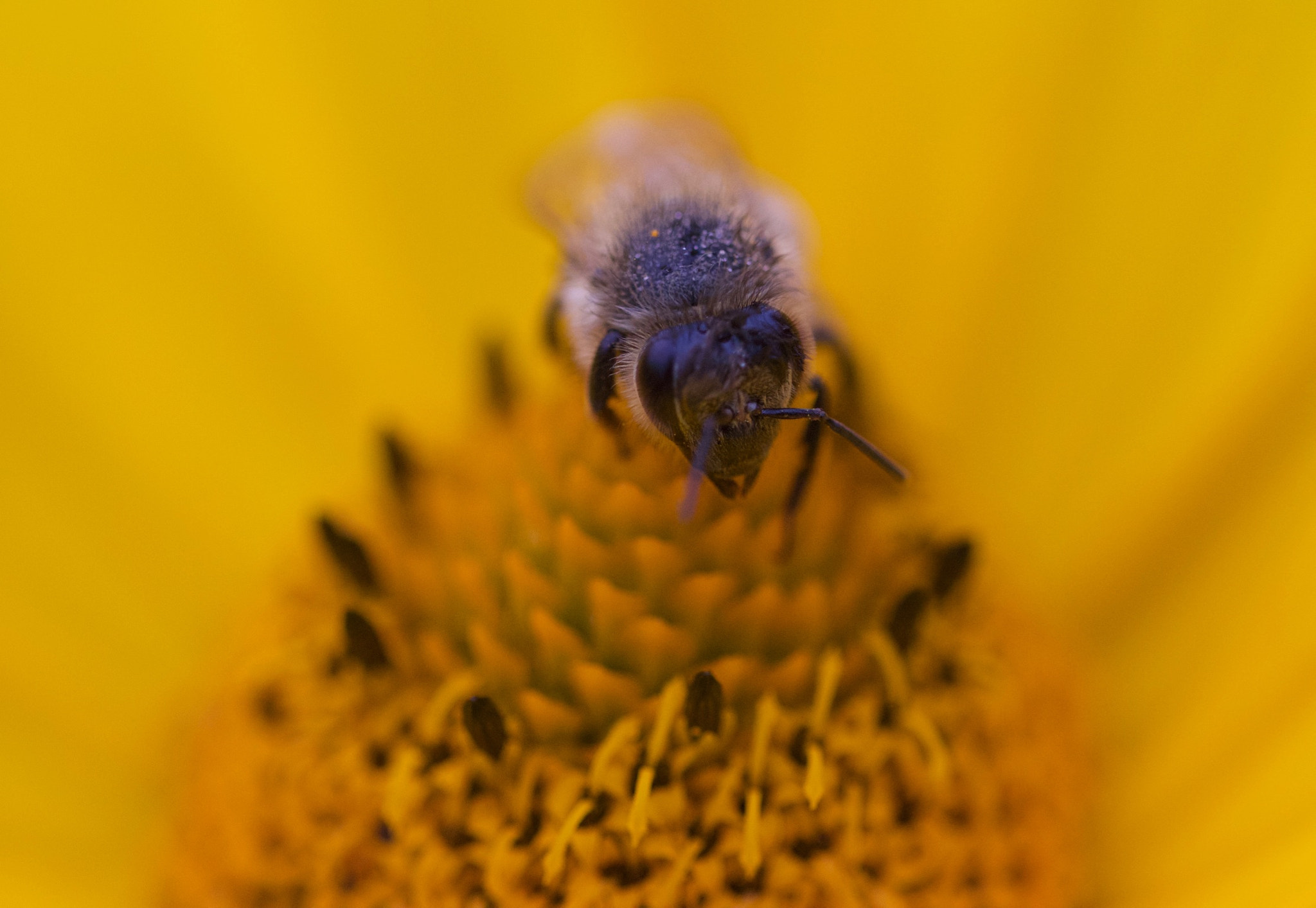 Canon EOS 650D (EOS Rebel T4i / EOS Kiss X6i) + Canon EF 100mm F2.8L Macro IS USM sample photo. Bee photography