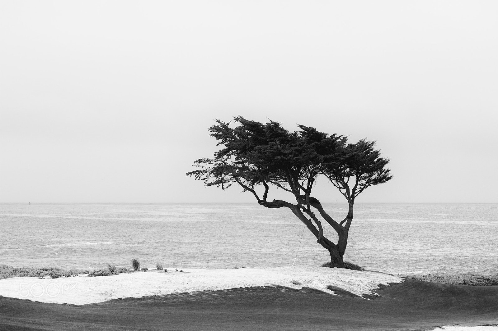 Canon EOS 100D (EOS Rebel SL1 / EOS Kiss X7) sample photo. A tree by the sea photography
