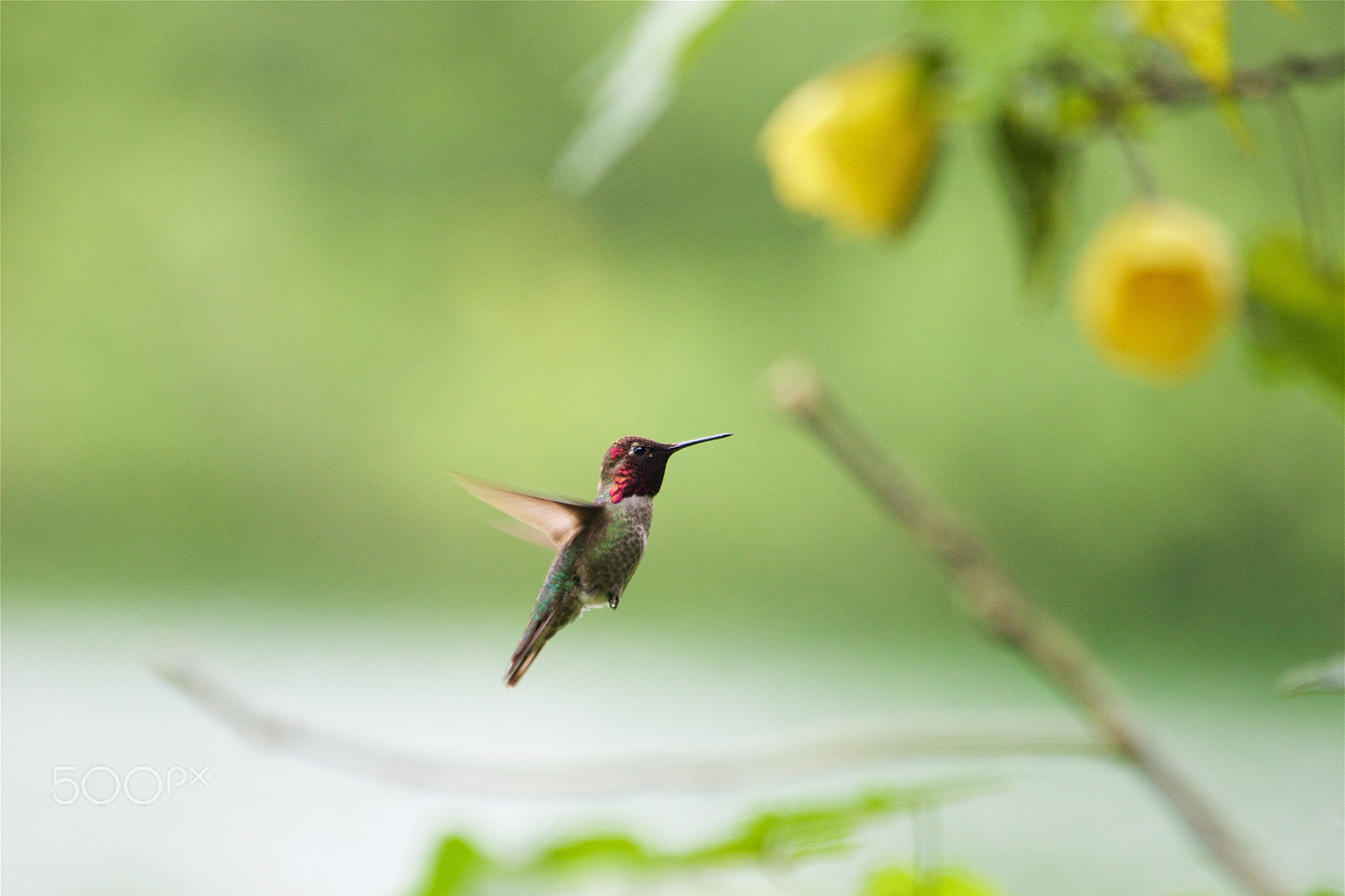 Canon EOS 100D (EOS Rebel SL1 / EOS Kiss X7) sample photo. Humming bird photography