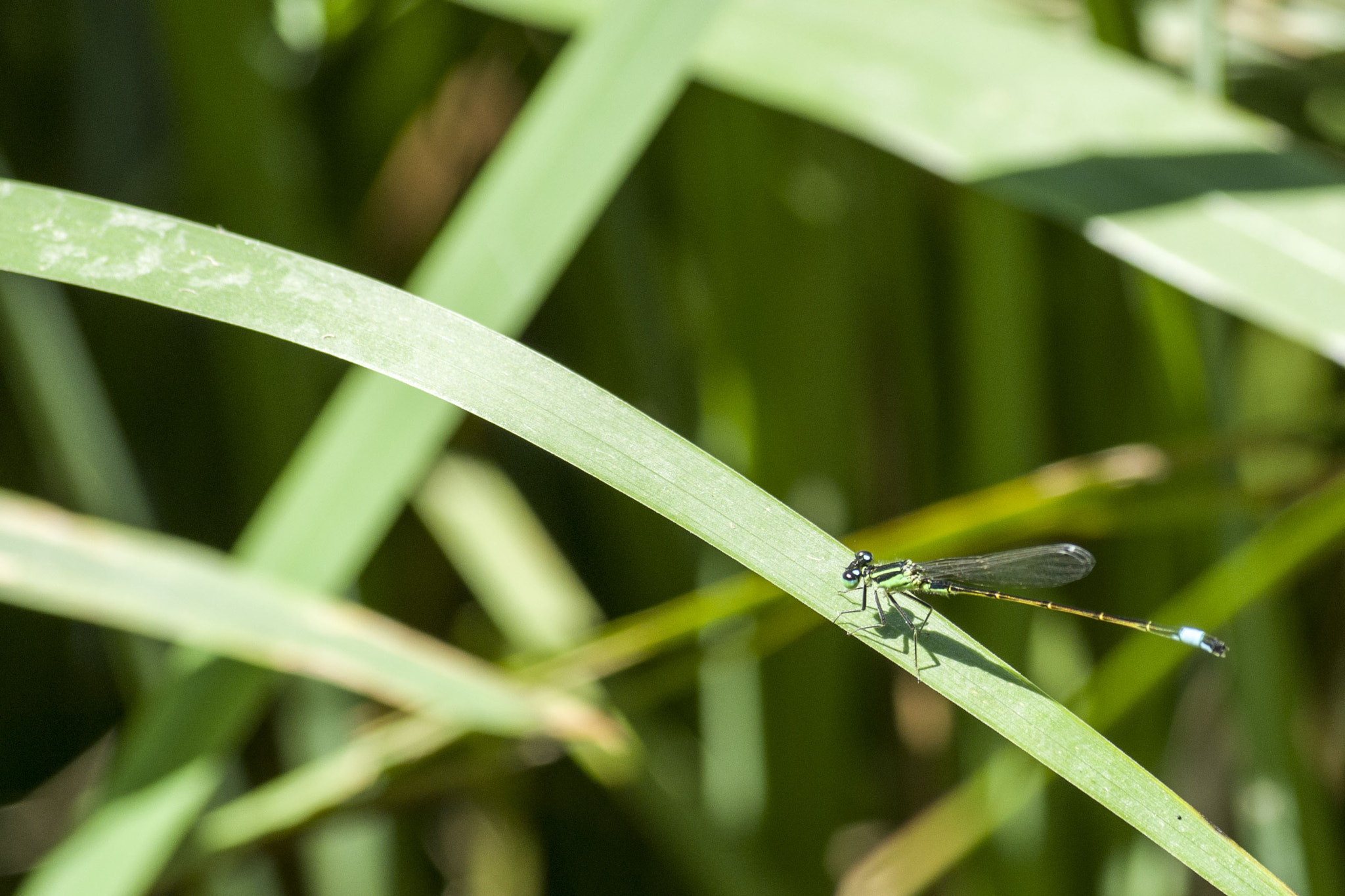 Pentax smc DA 50-200mm F4-5.6 ED WR sample photo. Libellule photography