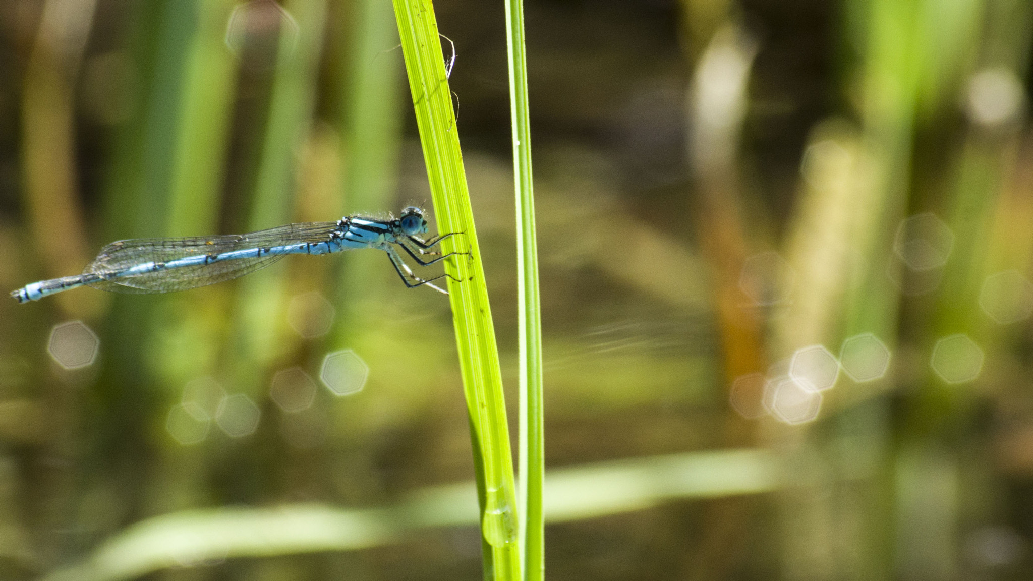 Pentax smc DA 50-200mm F4-5.6 ED WR sample photo. Libellule photography