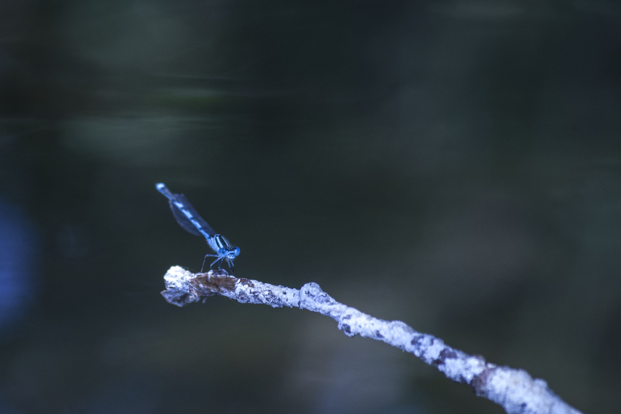 Pentax smc DA 50-200mm F4-5.6 ED WR sample photo. Libellule photography