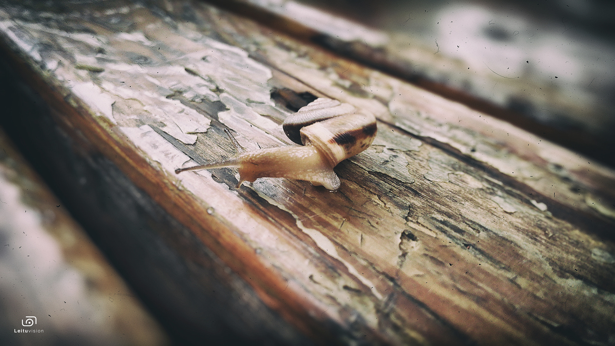 HUAWEI PE-TL10 sample photo. Snail photography