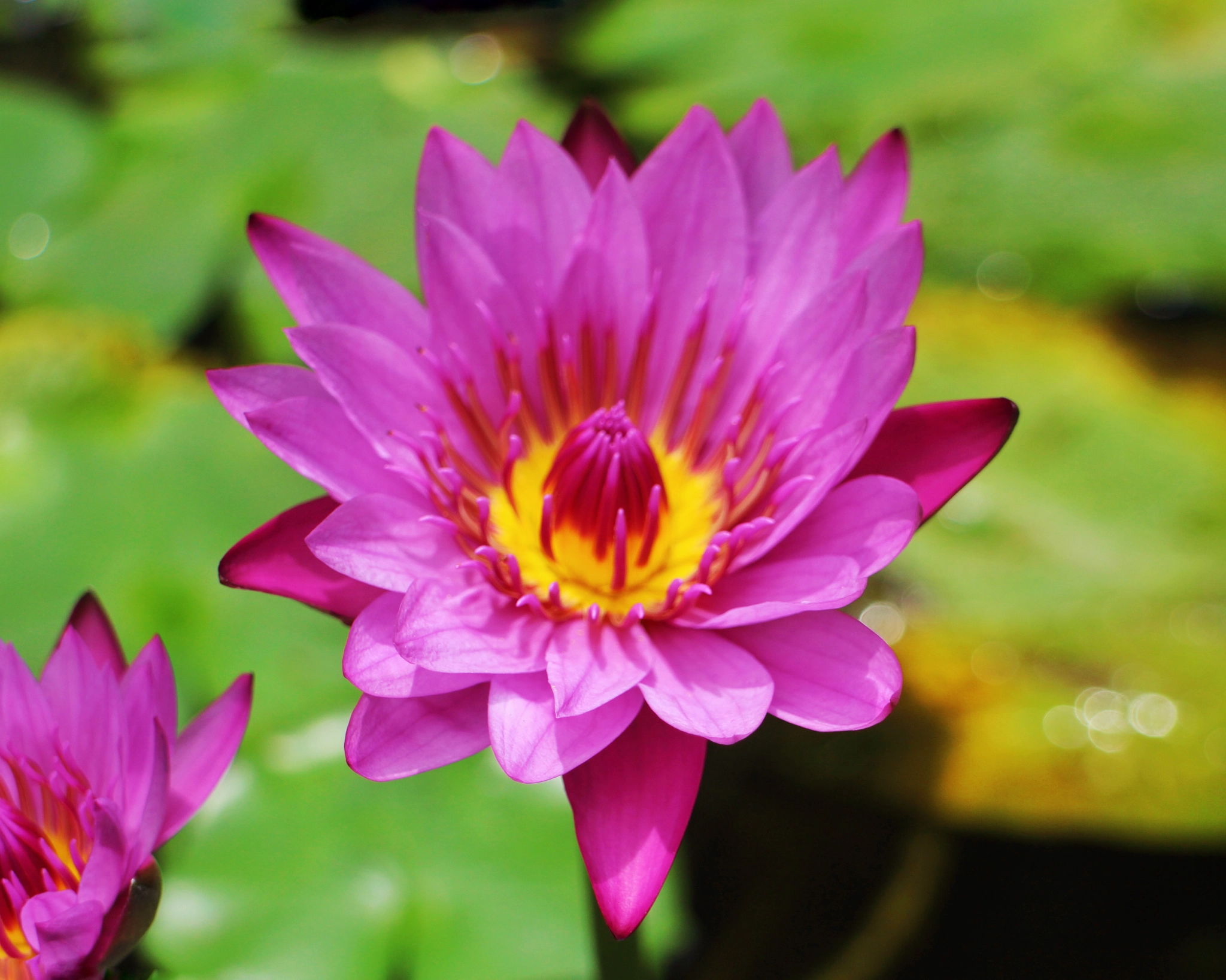 Canon EOS M sample photo. Vibrance photography