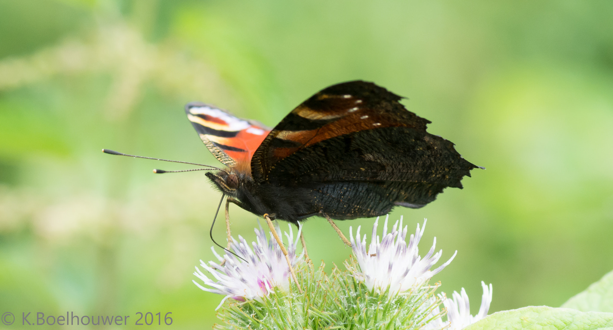 Nikon D5200 + Tamron SP 90mm F2.8 Di VC USD 1:1 Macro sample photo. Butterfly photography