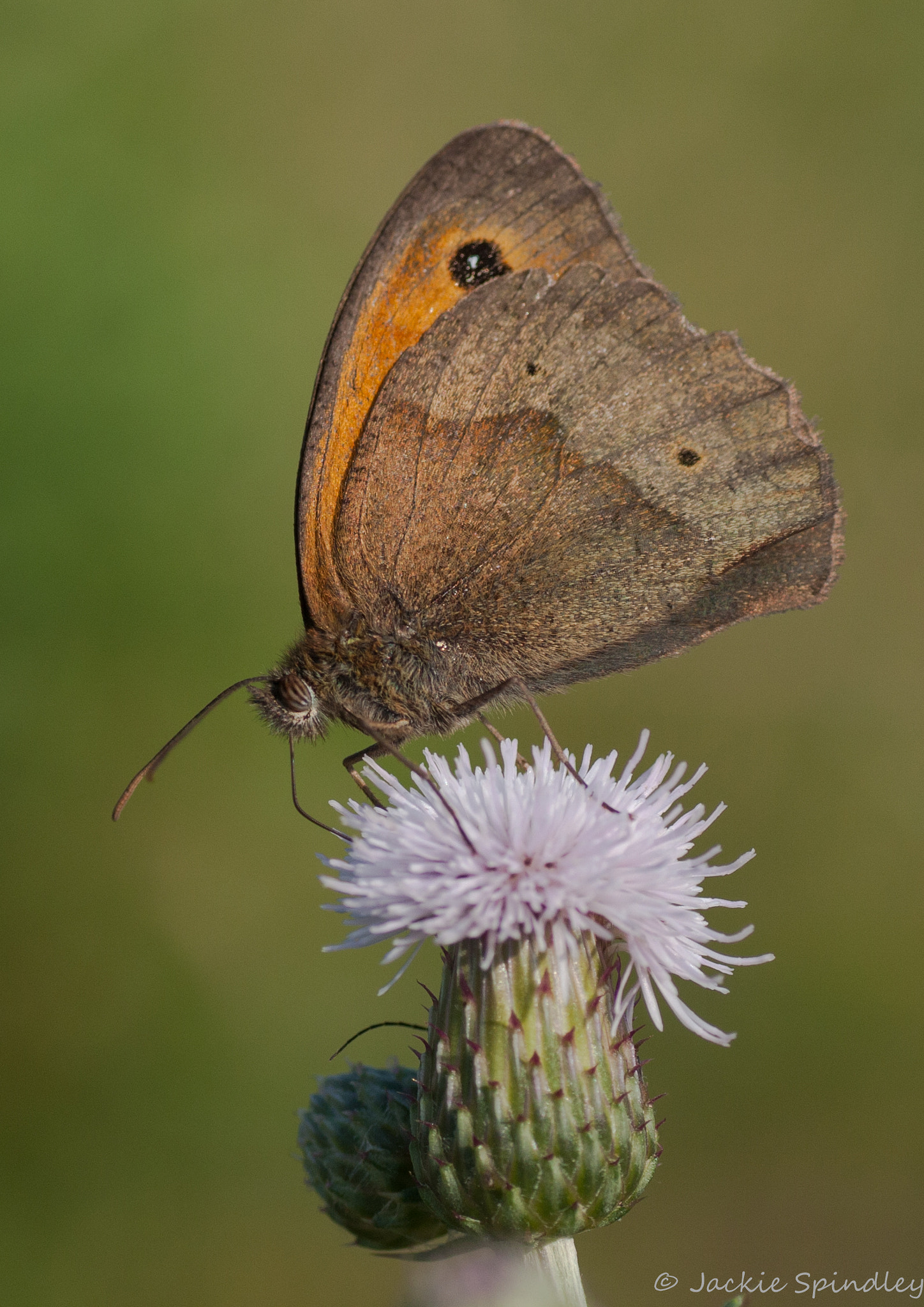 Canon EOS 40D + Tamron SP AF 90mm F2.8 Di Macro sample photo. Gatekeeper butterfly photography