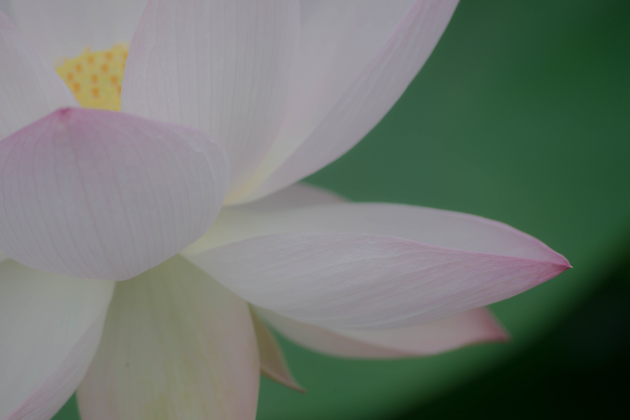 Sigma 70-300mm F4-5.6 APO DG Macro sample photo. Petal photography