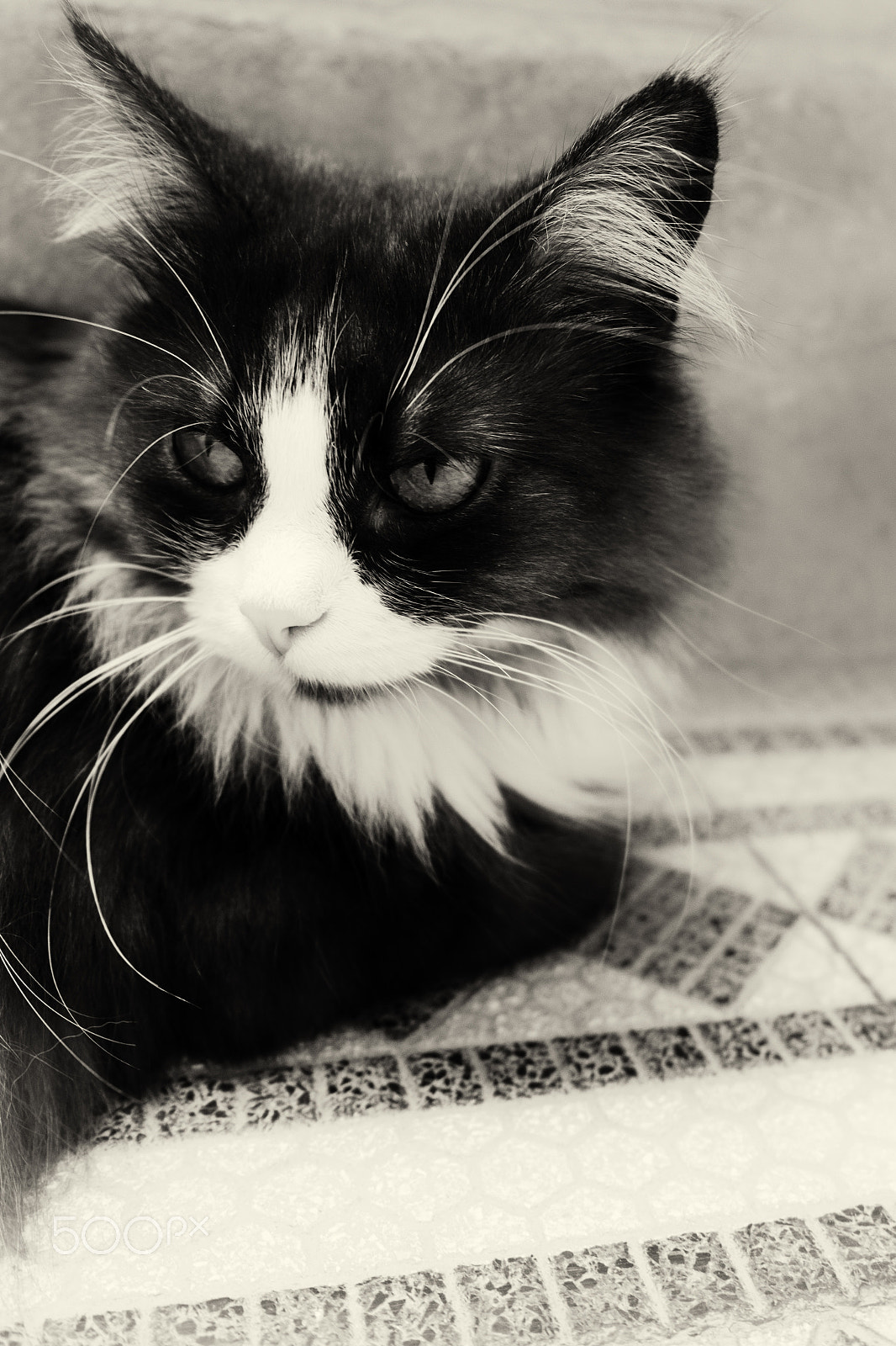 Samsung NX 20-50mm F3.5-5.6 ED sample photo. Cat photography