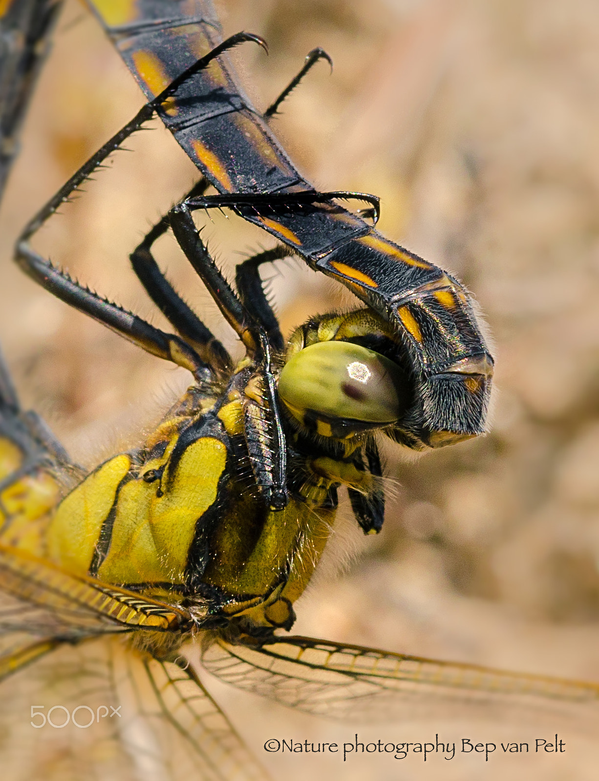 Nikon AF-S DX Micro-Nikkor 85mm F3.5G ED VR sample photo. Mating dragonflies photography