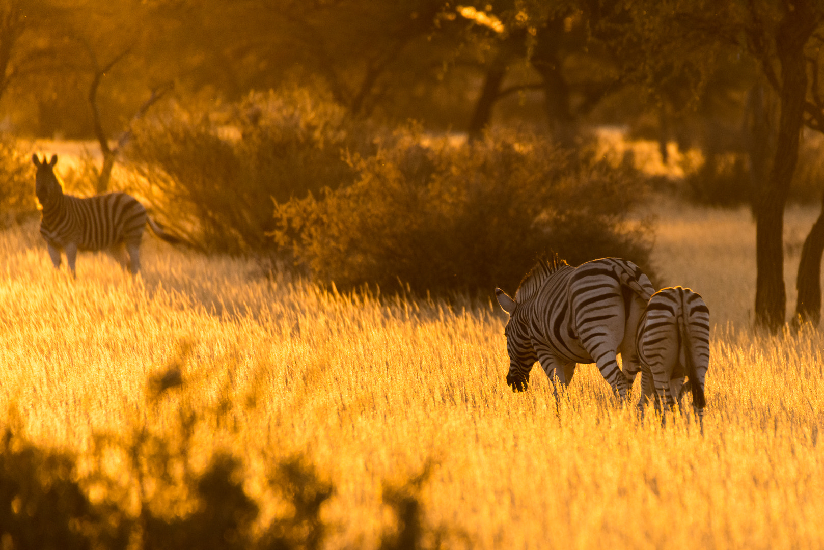 Nikon D800 + Sigma 50-500mm F4.5-6.3 DG OS HSM sample photo. Sundown photography