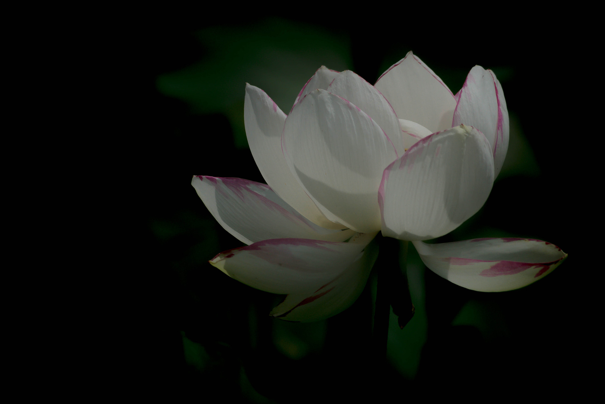 Sigma 70-300mm F4-5.6 APO DG Macro sample photo. Hualian photography