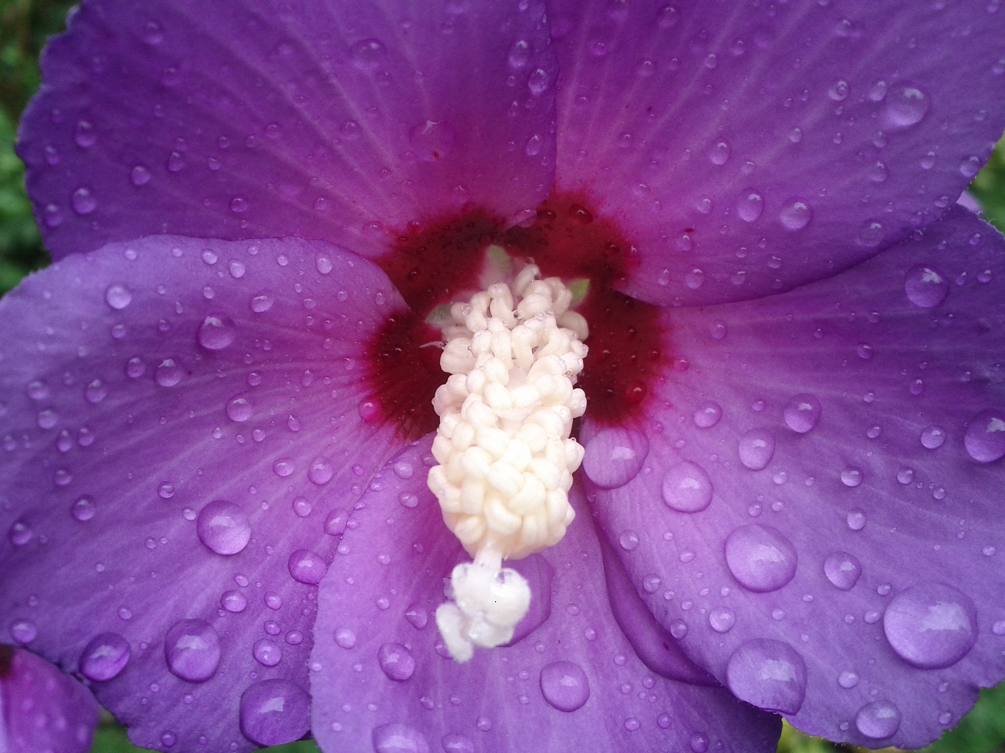 Google Nexus S sample photo. Hibiscus photography
