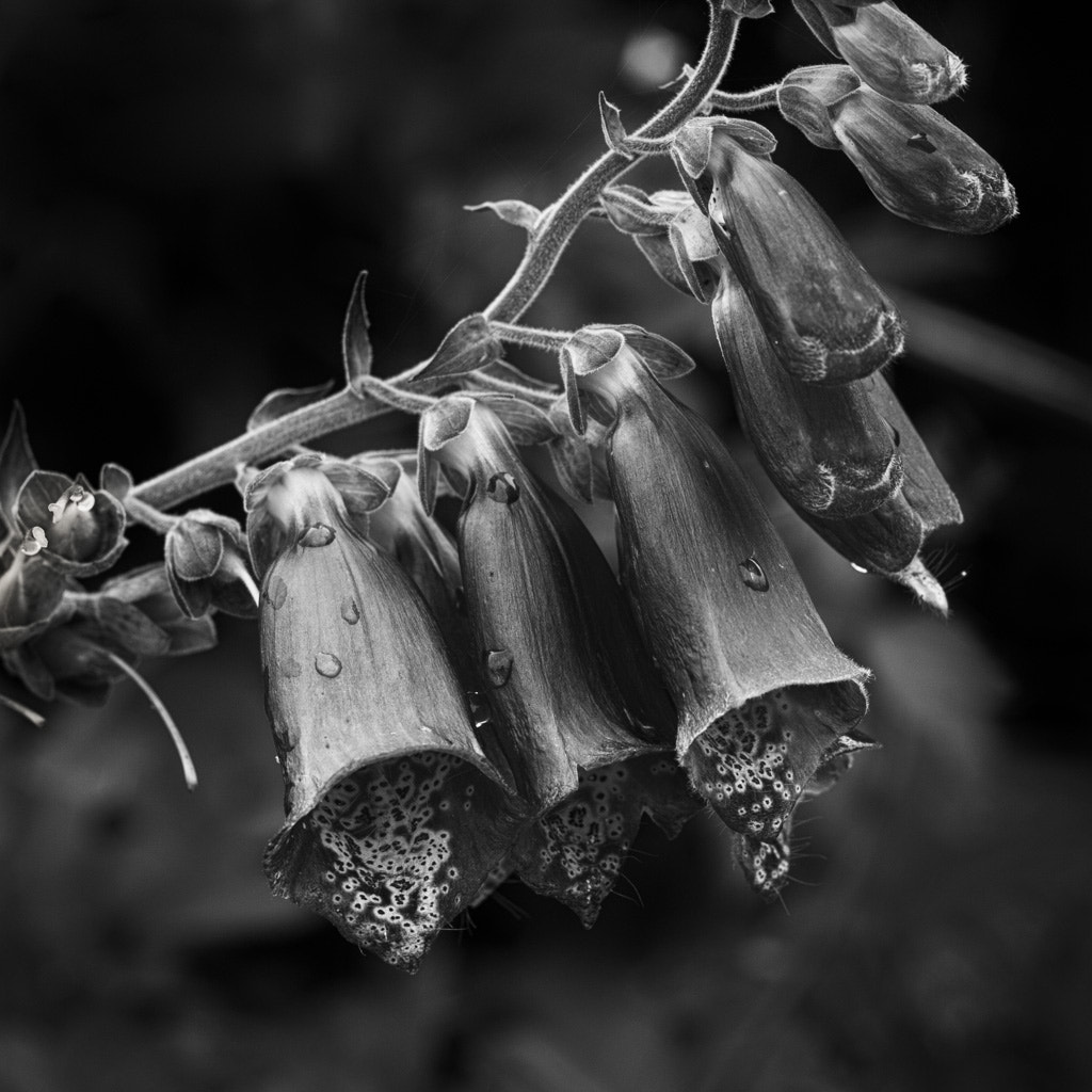 Canon EF 50mm F1.8 II sample photo. Digitalis photography