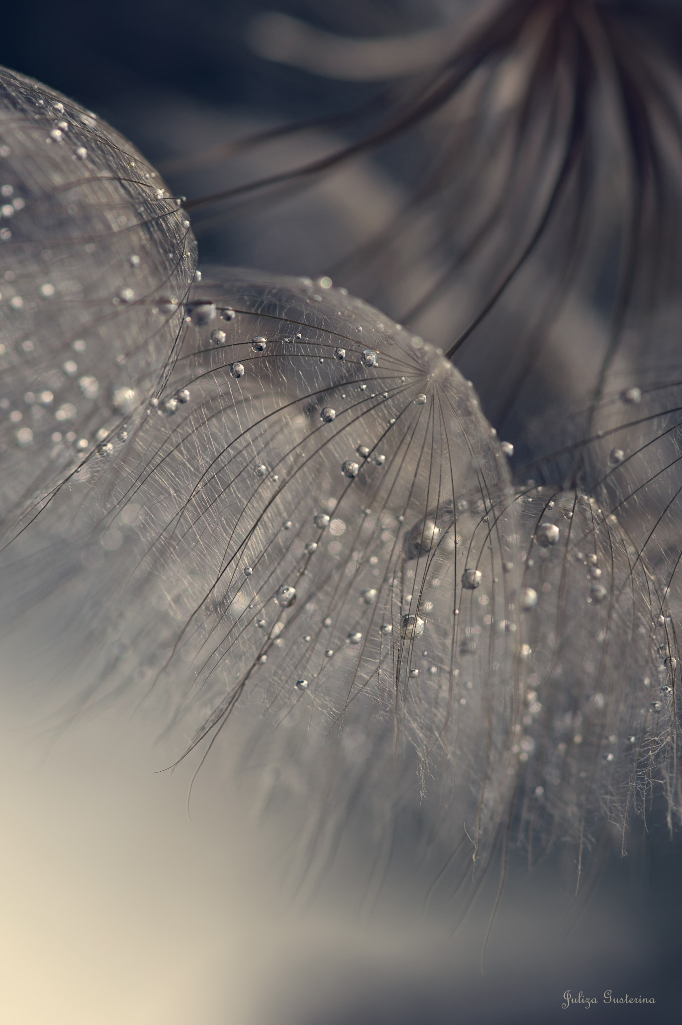 Nikon AF-S Micro-Nikkor 105mm F2.8G IF-ED VR sample photo. *|* photography