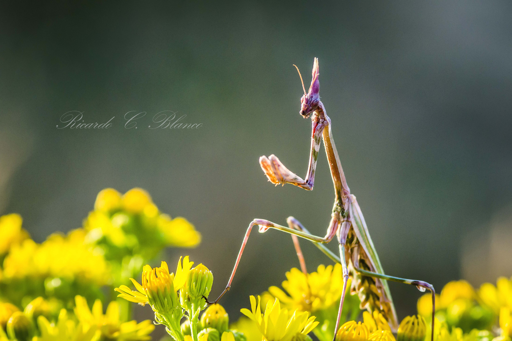 Sony SLT-A58 + 1.4x Teleconverter sample photo. Mis macros photography