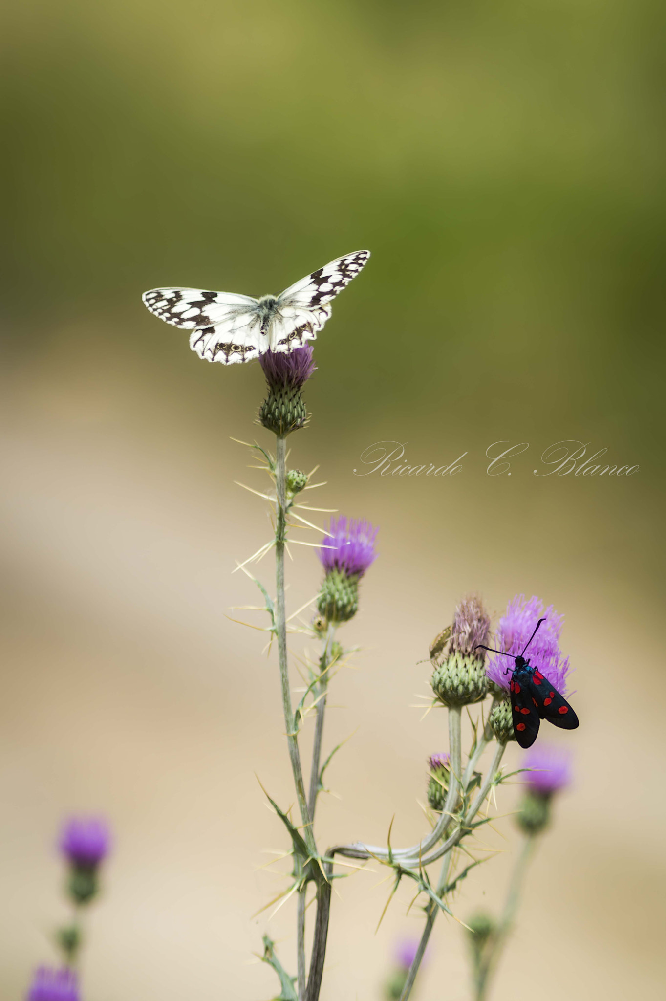 1.4x Teleconverter sample photo. Mis macros photography
