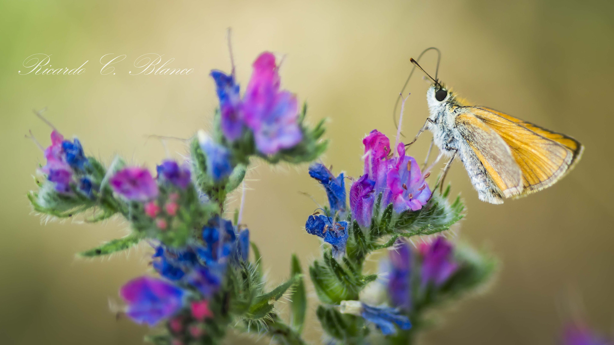 Sony SLT-A58 + 1.4x Teleconverter sample photo. Mis macros photography