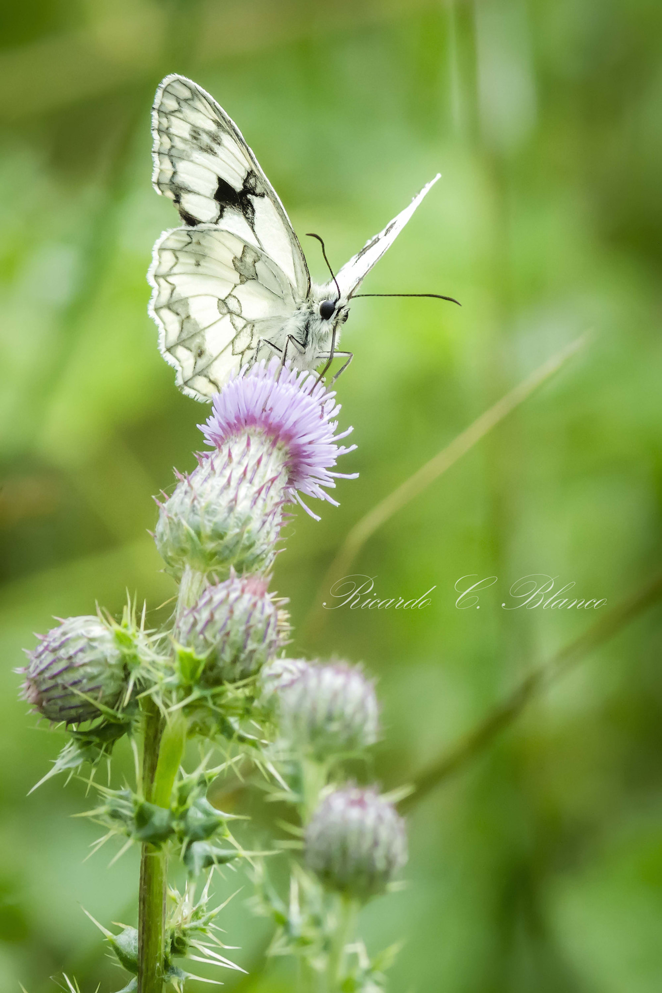 1.4x Teleconverter sample photo. Mis macros photography