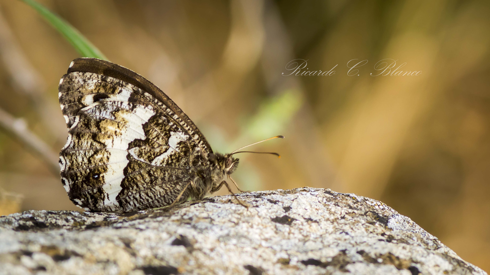 Sony SLT-A58 + 1.4x Teleconverter sample photo. Mis macros photography