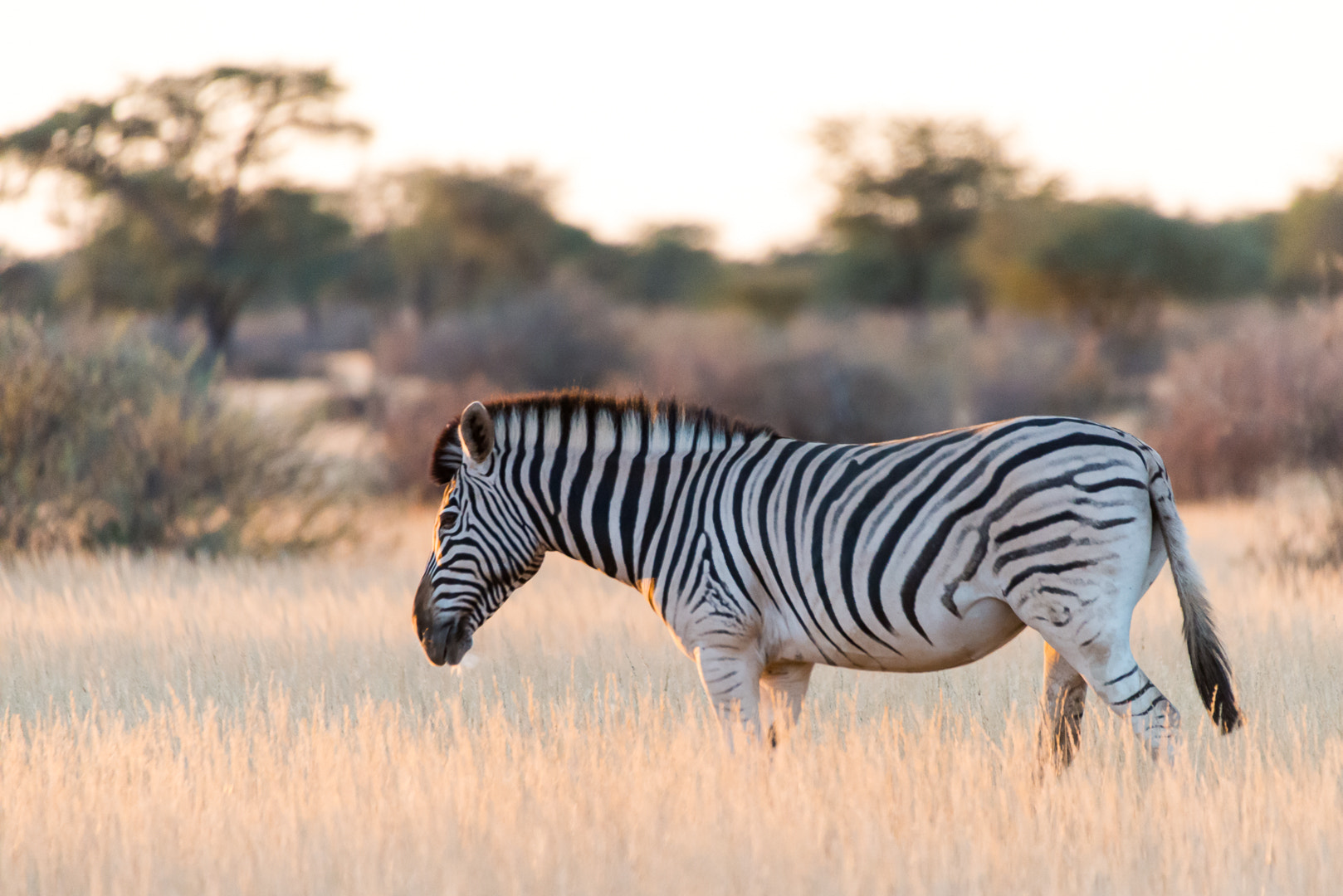 Sigma 50-500mm F4.5-6.3 DG OS HSM sample photo. Zebra photography