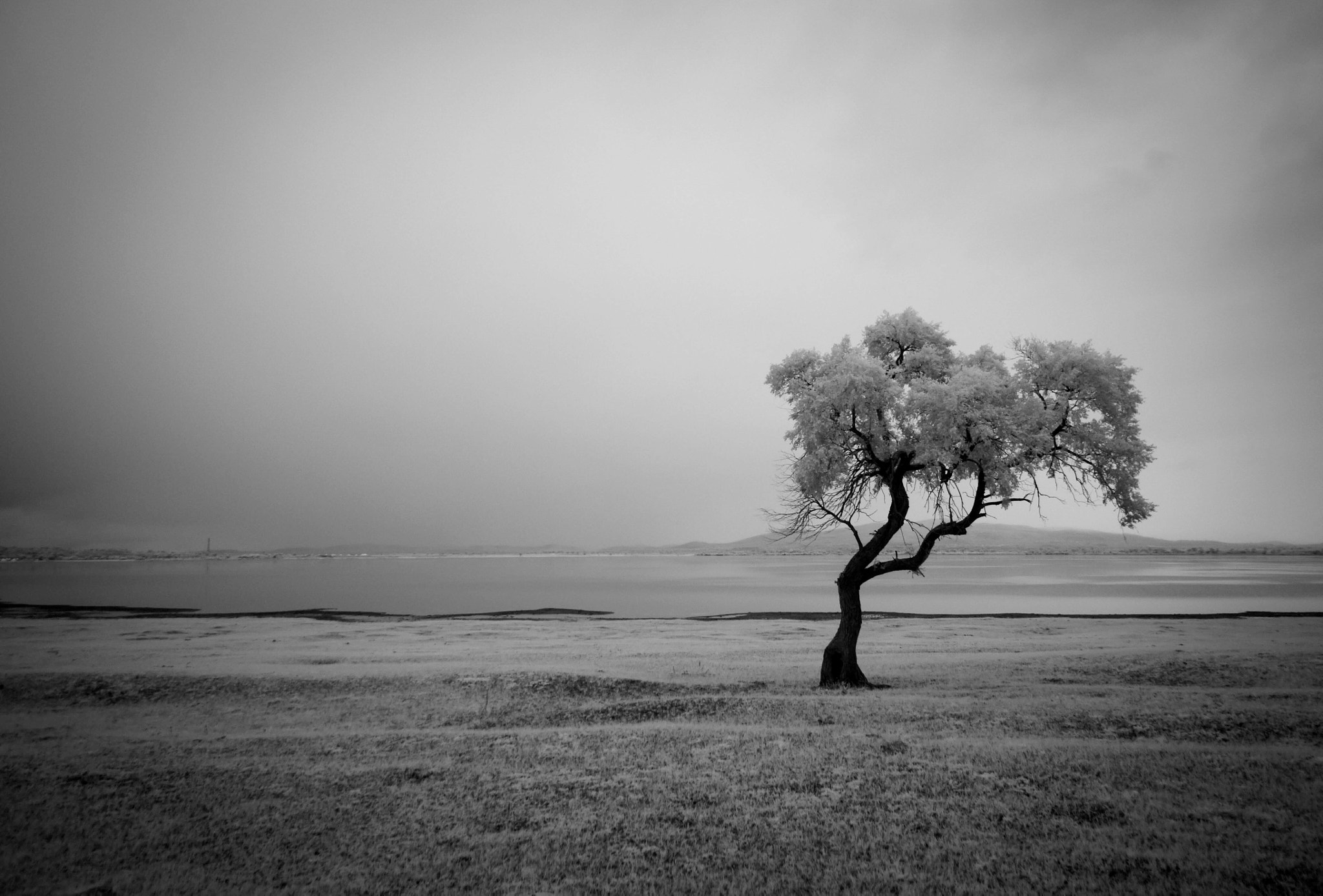 Sony NEX-5C + Sony E 10-18mm F4 OSS sample photo. Tree photography