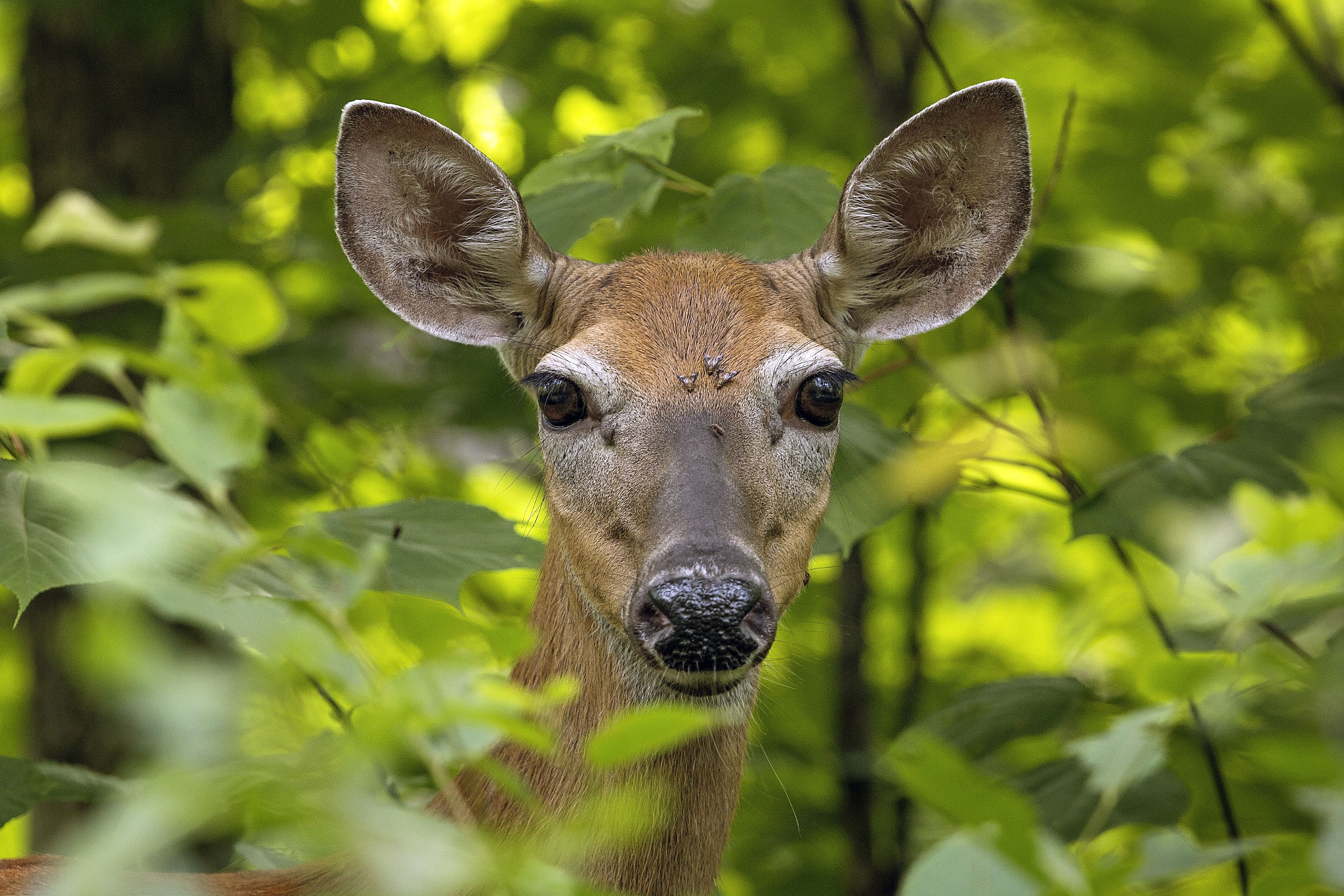 Canon EF 70-200mm F4L USM sample photo. Staredown photography