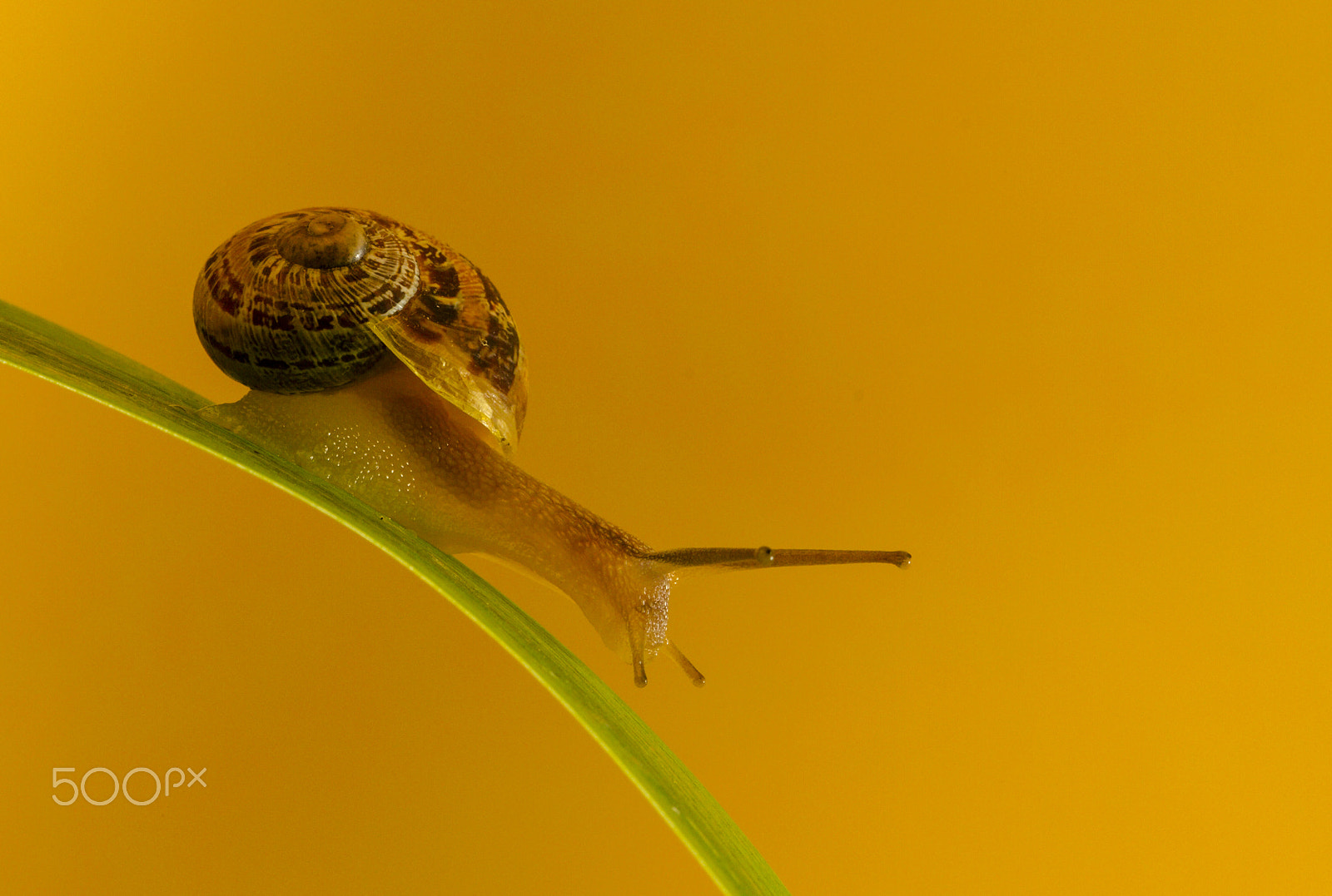 Canon EF 180mm F3.5L Macro USM sample photo. Caracol photography