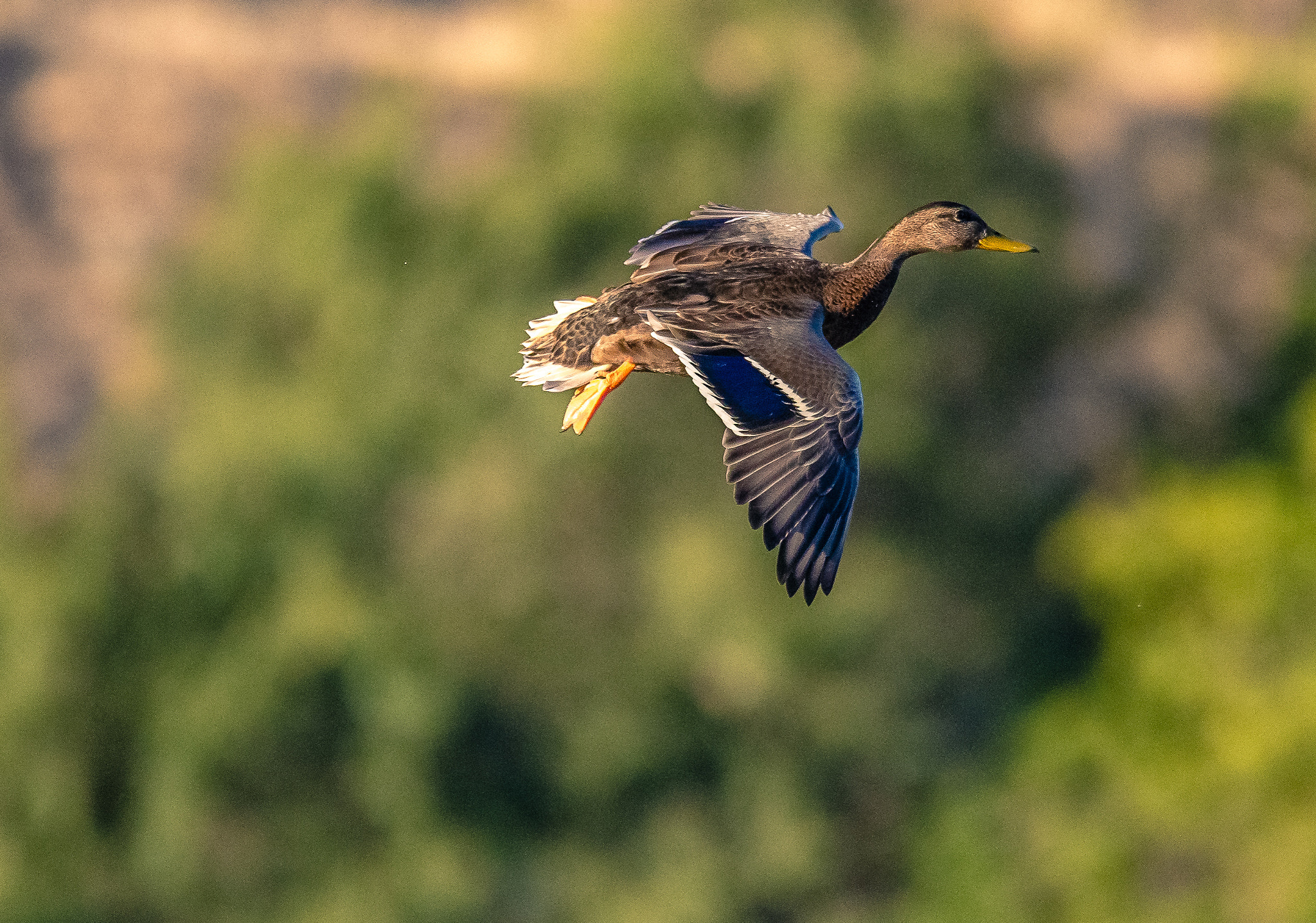 150-600mm F5-6.3 DG OS HSM | Contemporary 015 sample photo. Mallard on approach photography