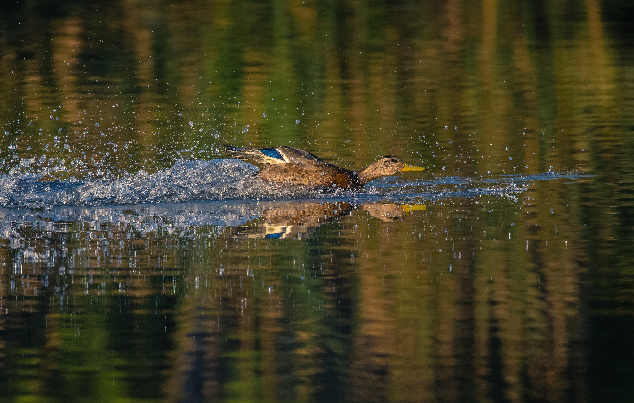 150-600mm F5-6.3 DG OS HSM | Contemporary 015 sample photo. Dead stick landing photography