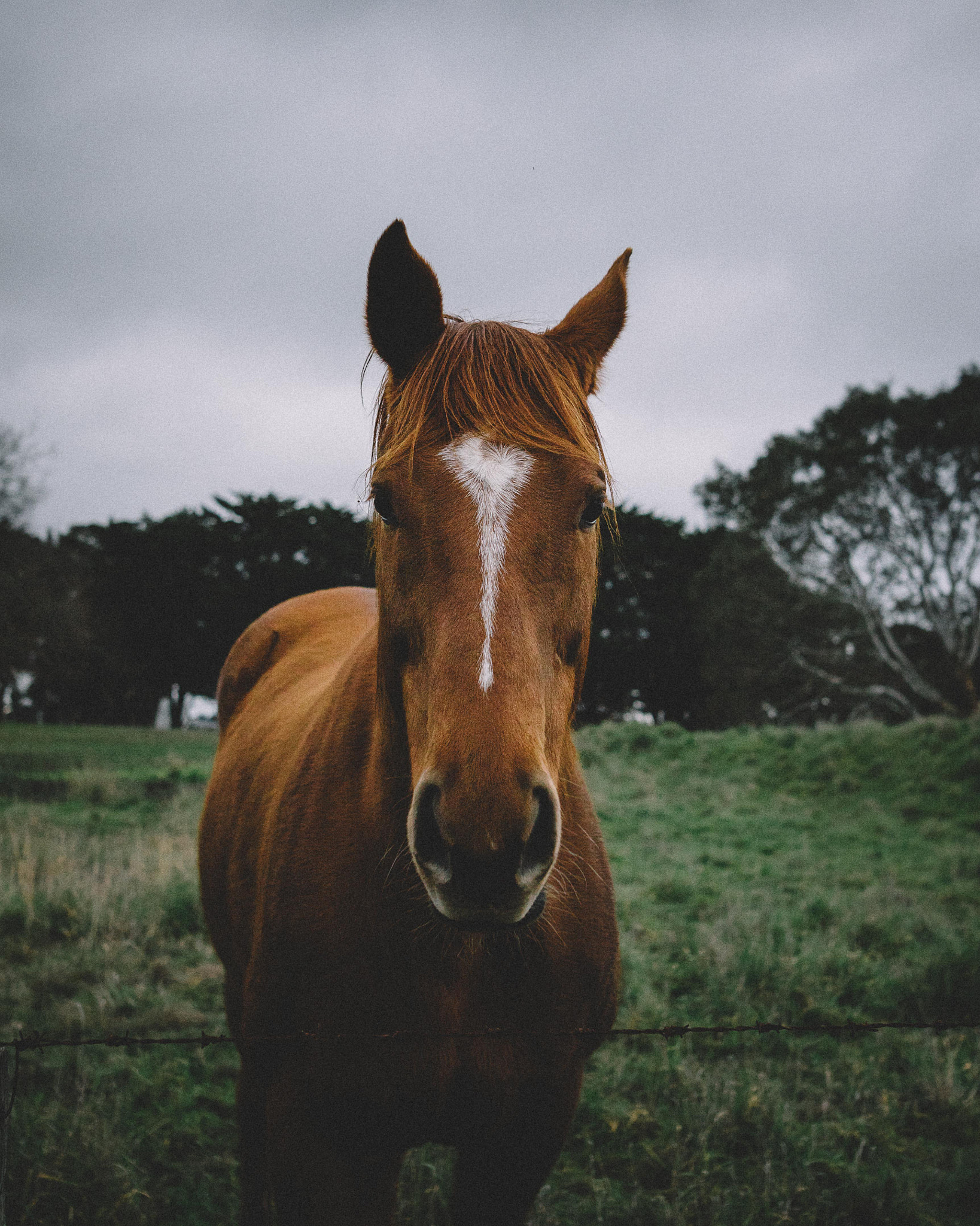Sigma 24mm F1.4 DG HSM Art sample photo. I made a friend that day. photography