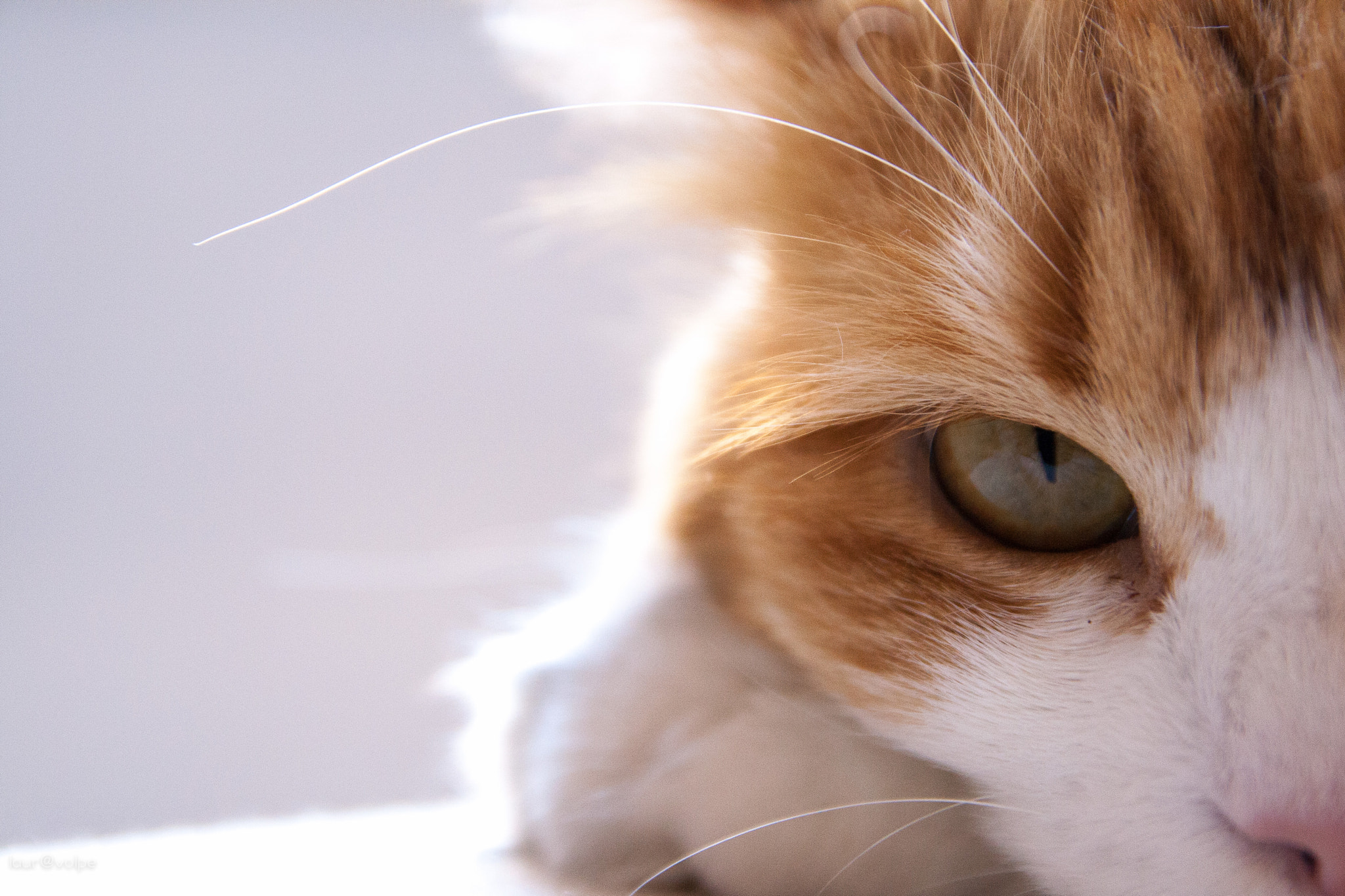 Sigma 17-70mm F2.8-4 DC Macro OS HSM sample photo. My bastet photography
