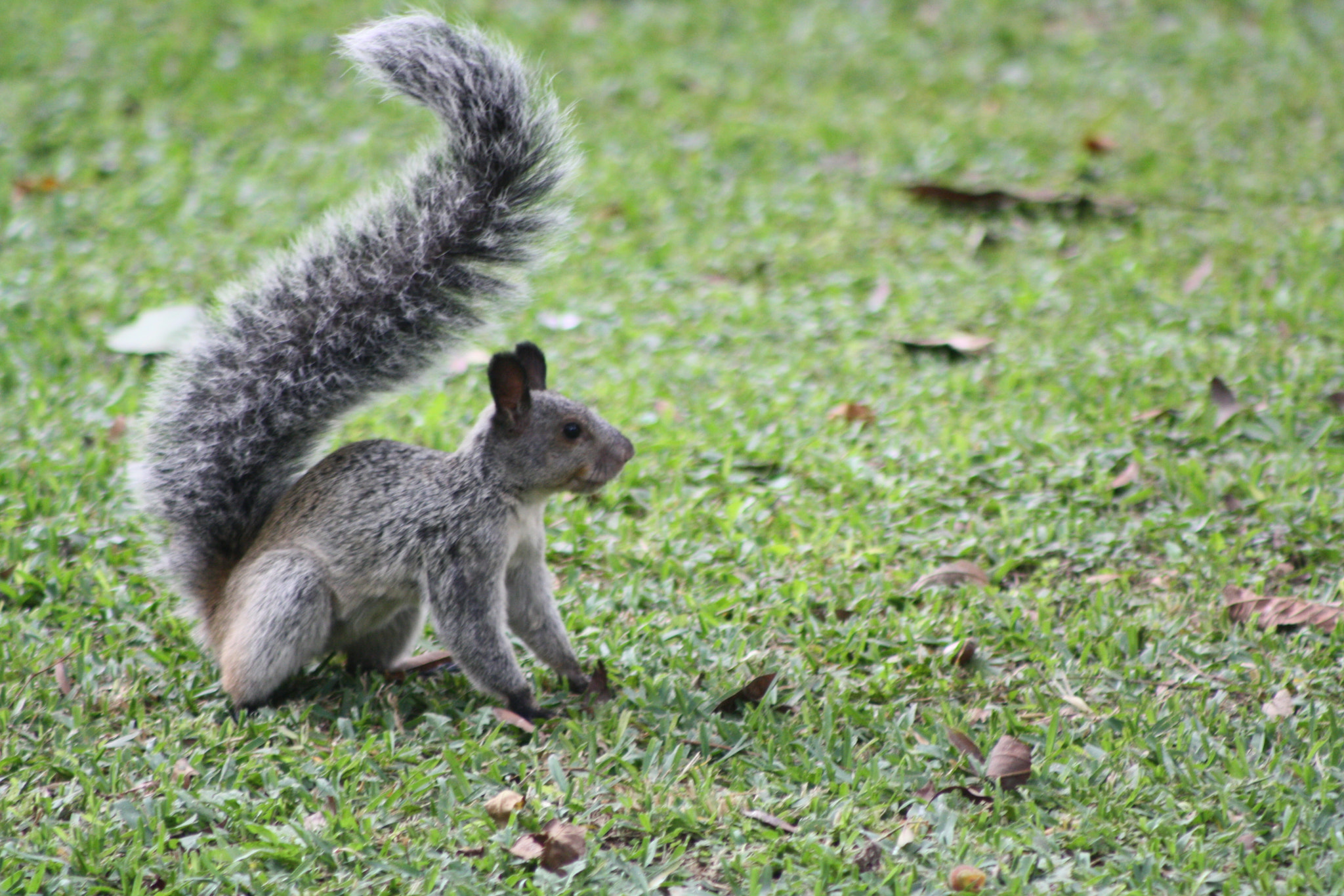 Canon EOS 1000D (EOS Digital Rebel XS / EOS Kiss F) sample photo. Squirrel on set photography