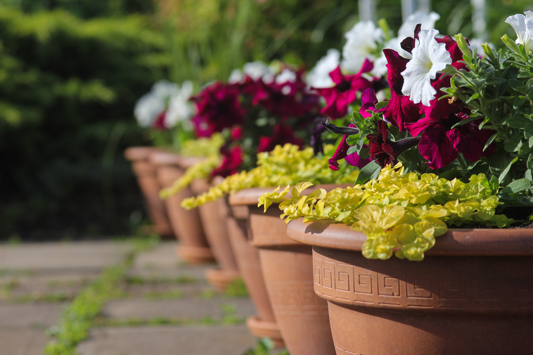 Canon EOS 60D + Sigma 105mm F2.8 EX DG Macro sample photo. Row of colours - rangée de couleurs photography