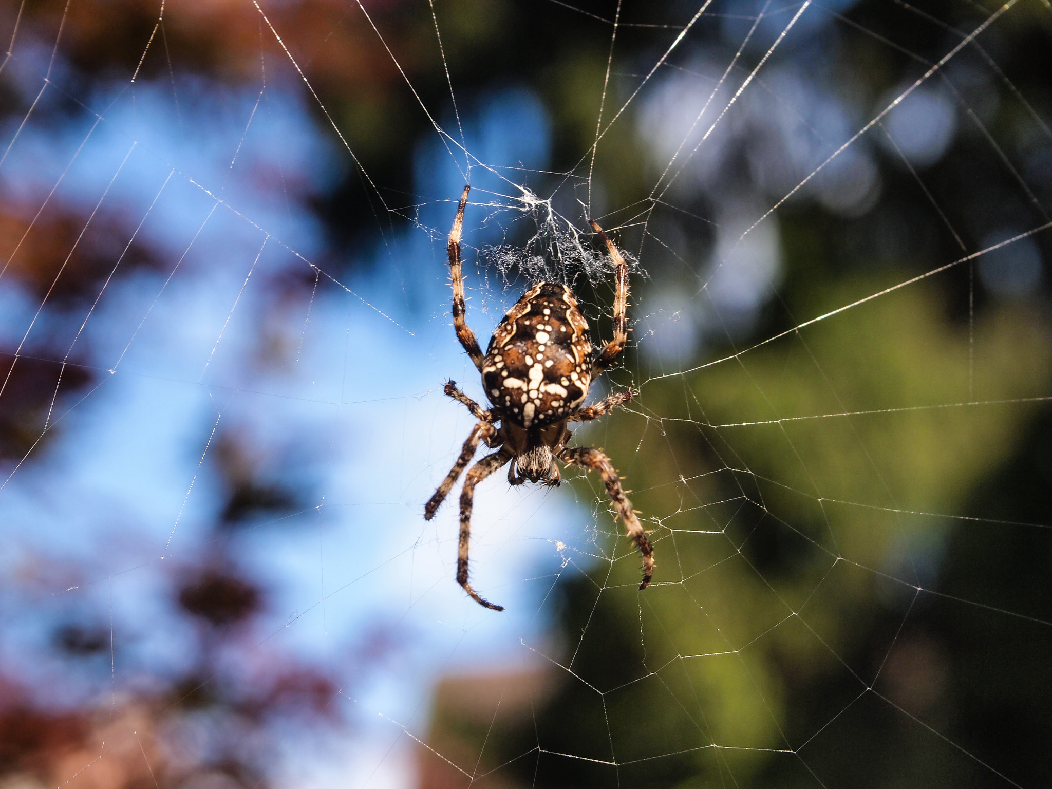 Olympus M.Zuiko Digital 14-42mm F3.5-5.6 II R sample photo. Garden spider photography
