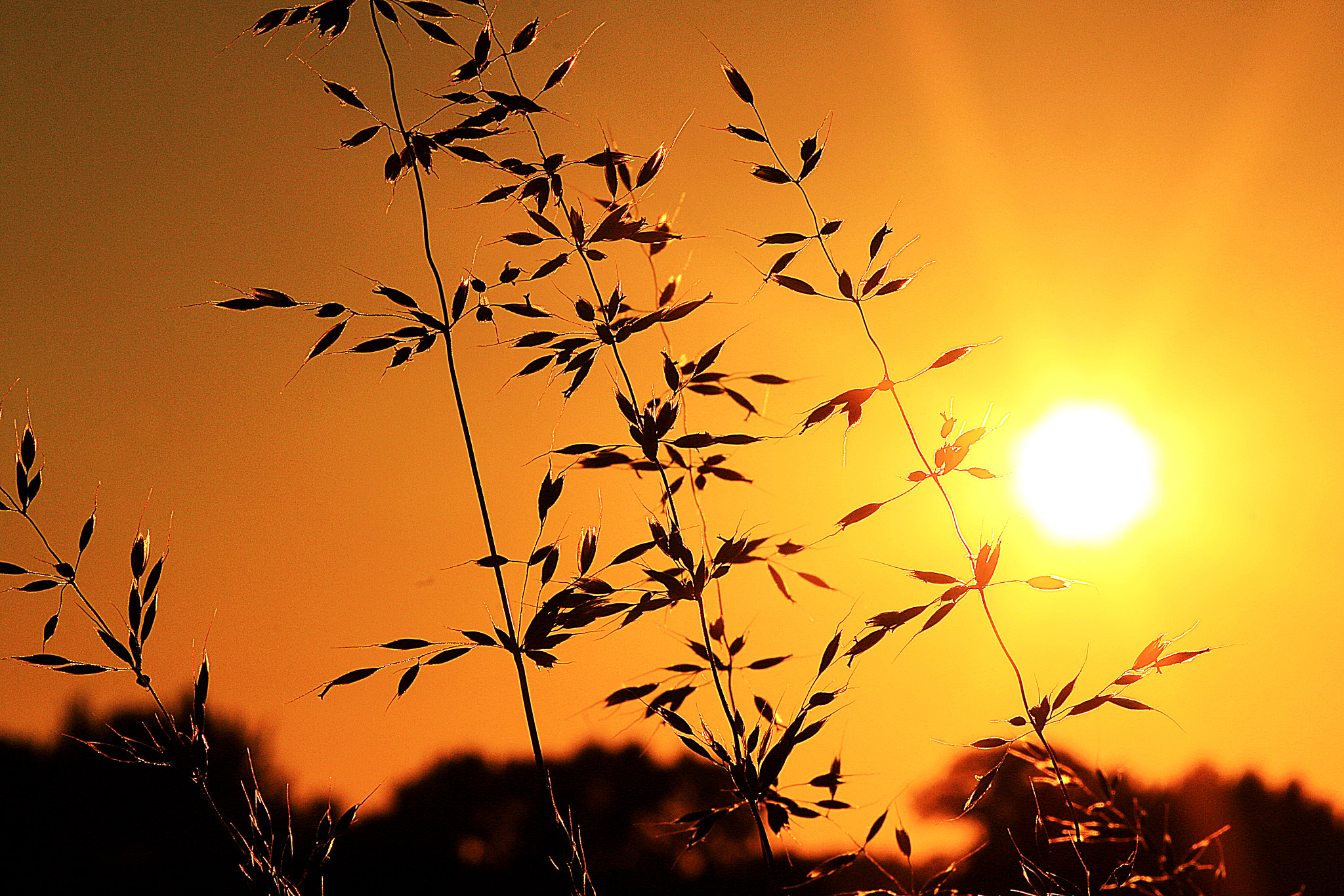 Canon EOS 70D + Canon EF 100mm F2.0 USM sample photo. Sunset photography