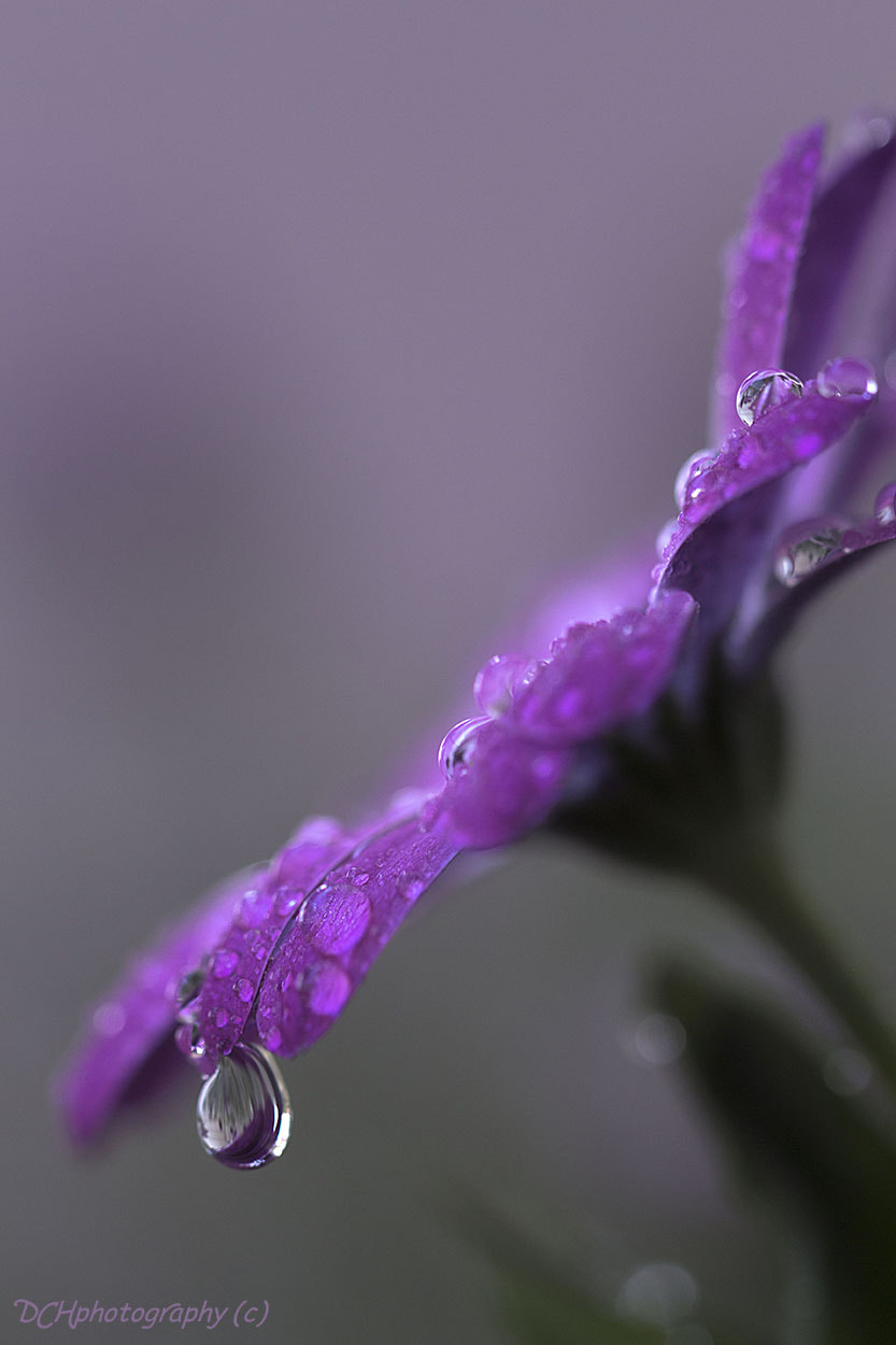 Canon EF 100mm F2.8L Macro IS USM sample photo. Reflection photography